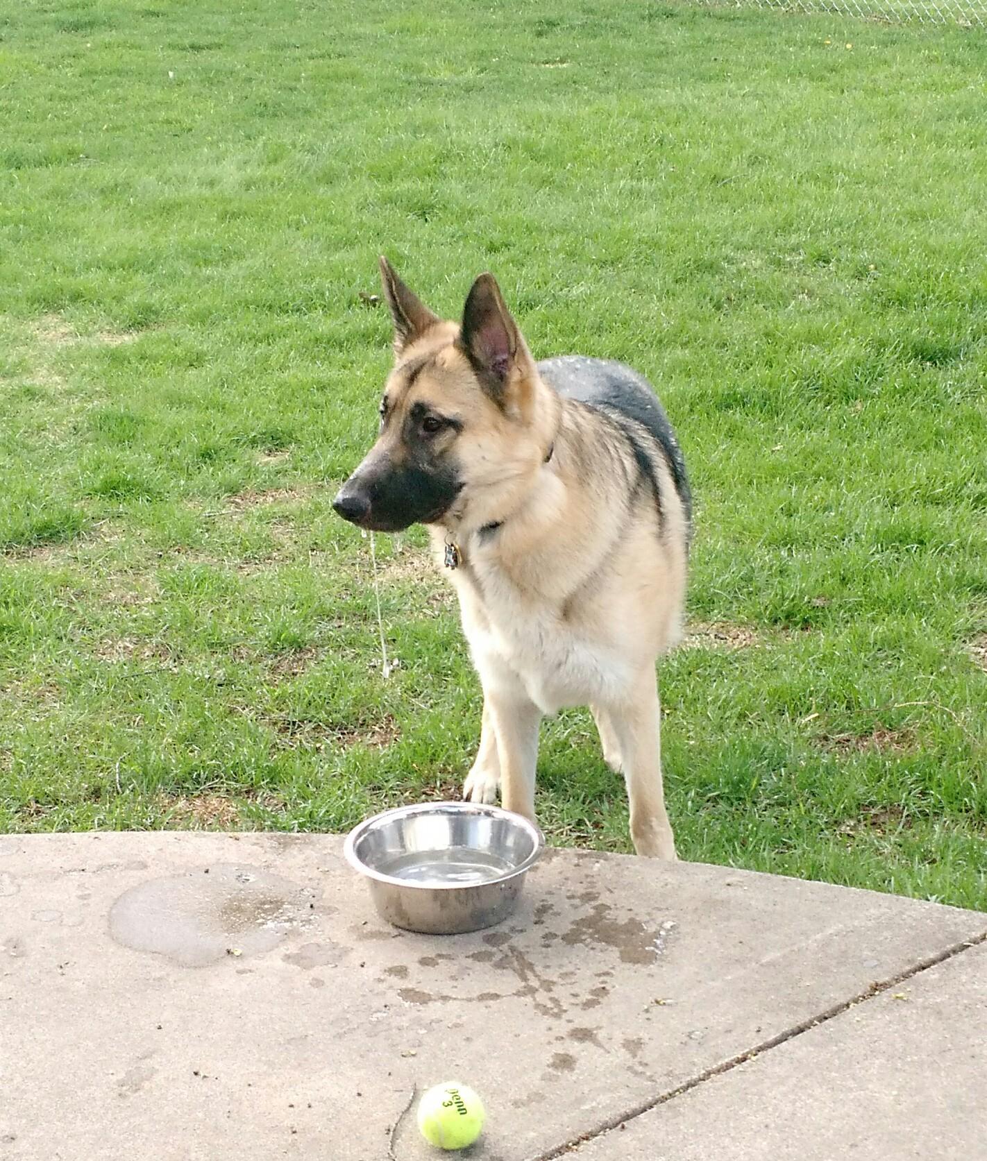 How my dog drinks.... r/germanshepherds