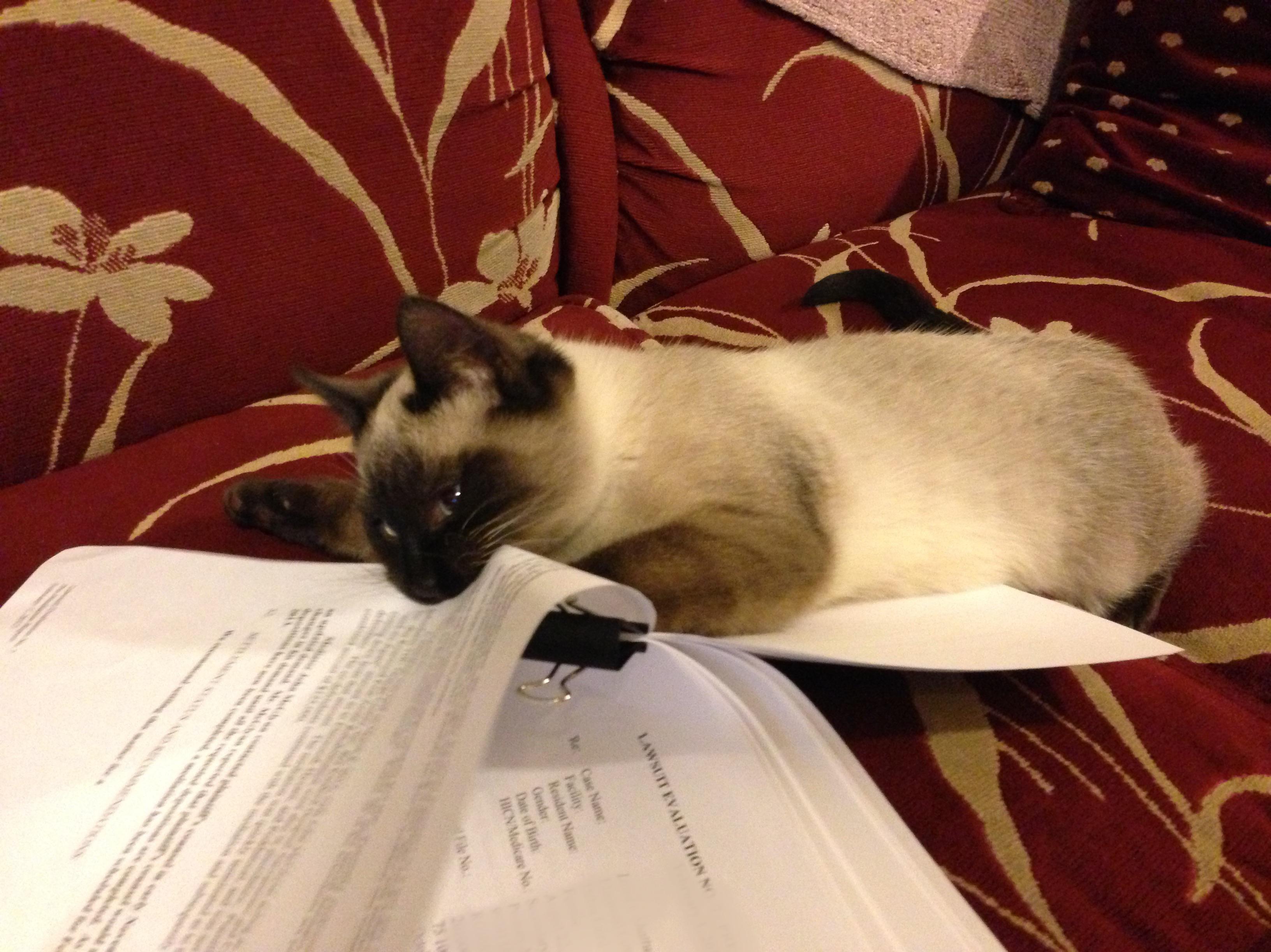 Lawyer cat hard at work r/catsbeinggremlins