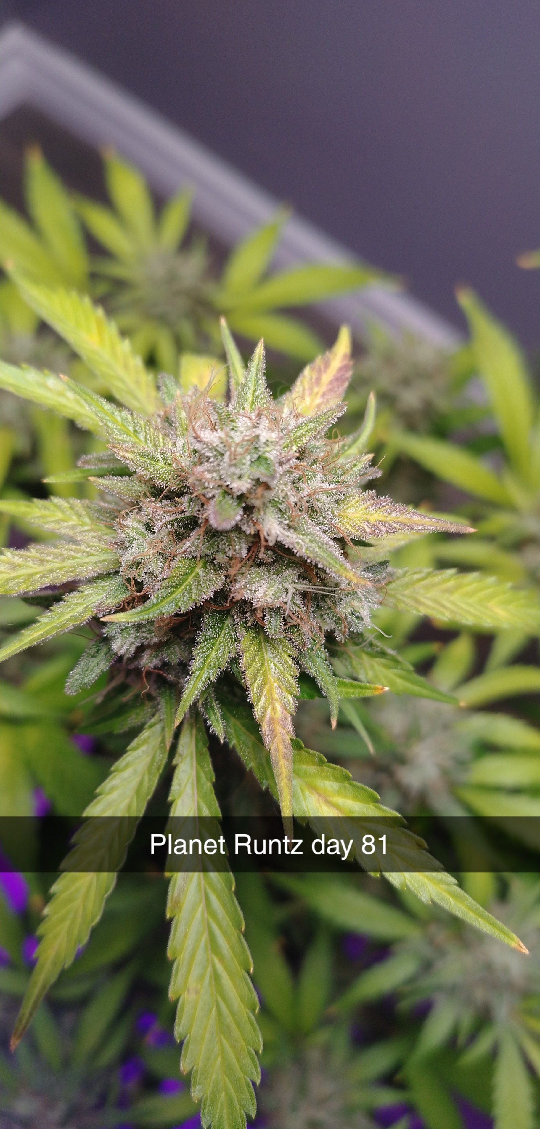 Runtz Aeque inching closer the finish line. loving