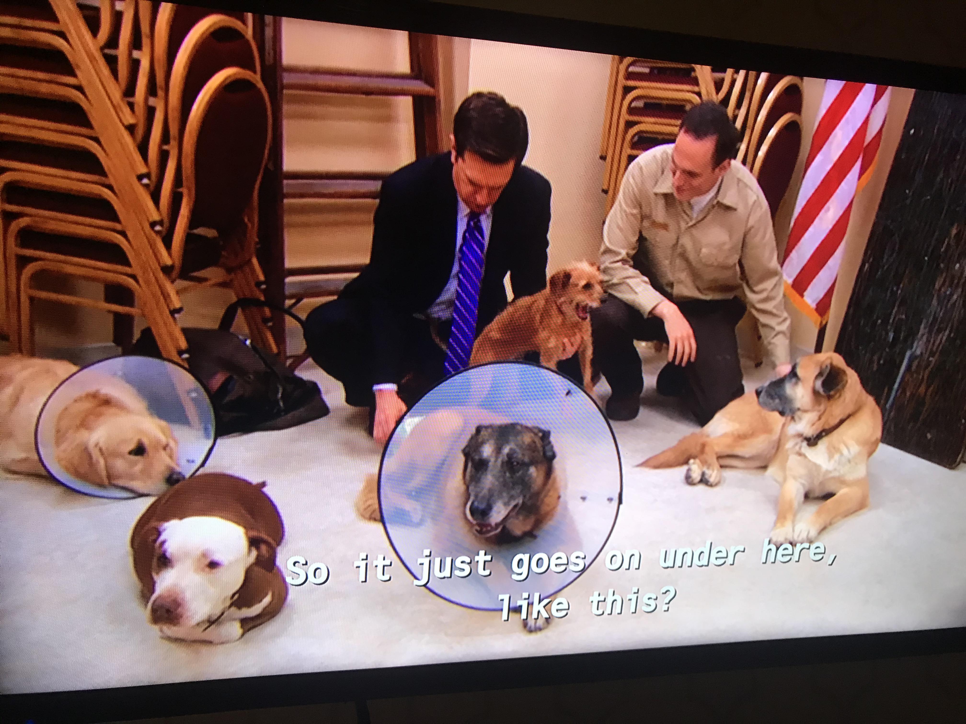 In the office, when Andy Bernard adopts all of the dogs in need, he