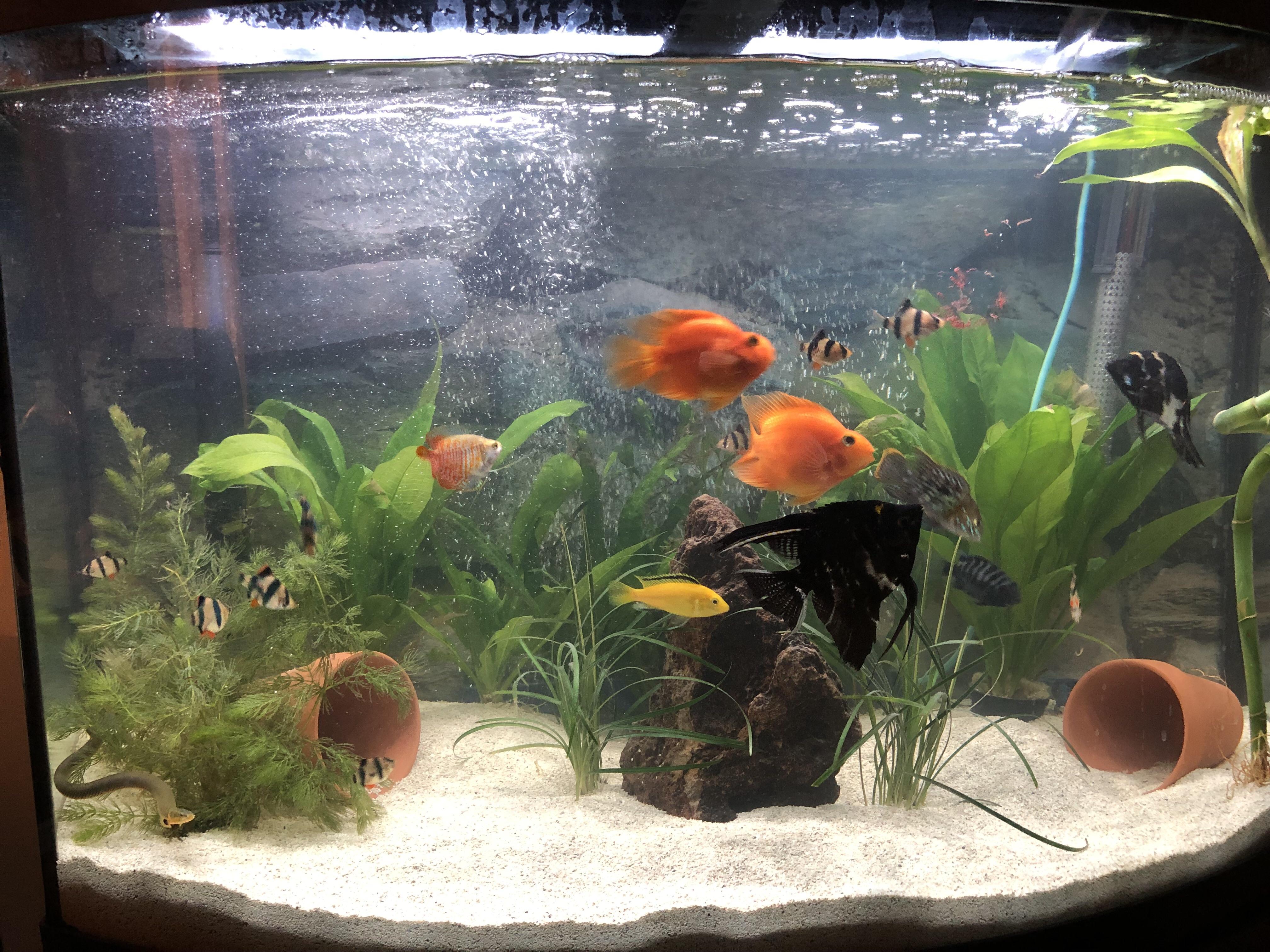 My 36 gallon. 2 parrot cichlids, 2 angelfish, 1 yellow lab, 1 green