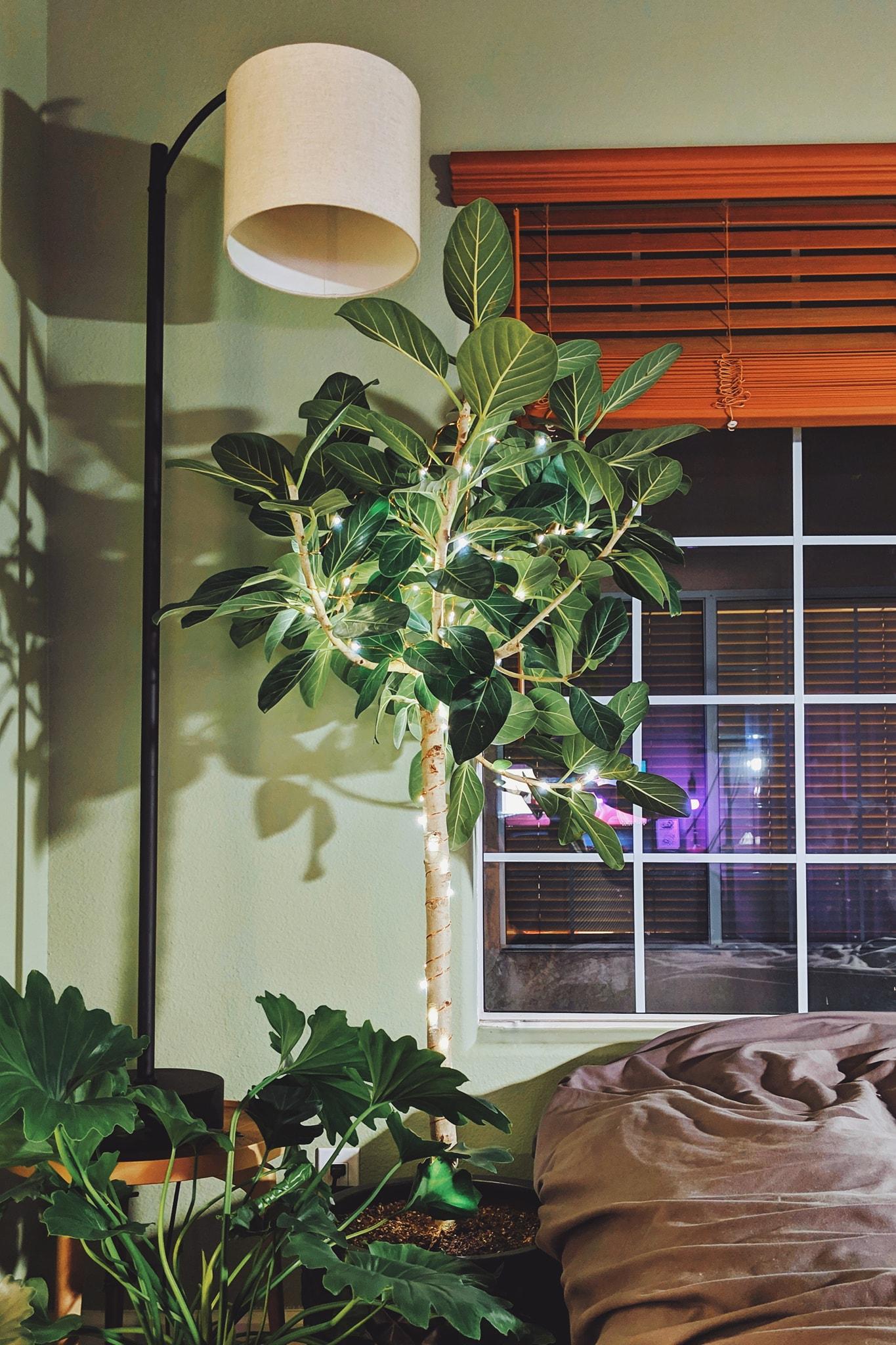 I put some copper fairy lights on my Ficus Audrey! r/houseplants