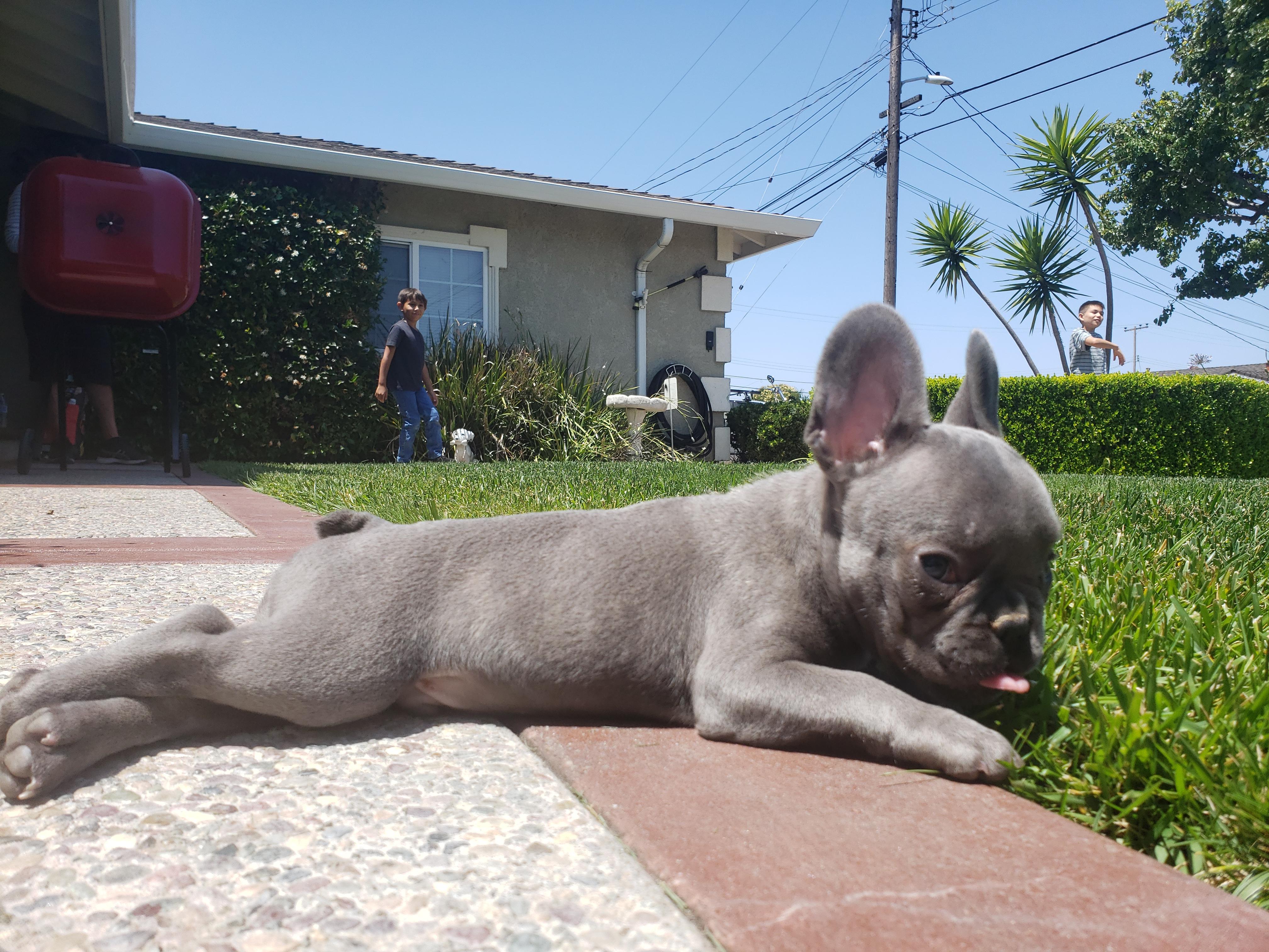 Sunbathing in the nude : Frenchbulldogs
