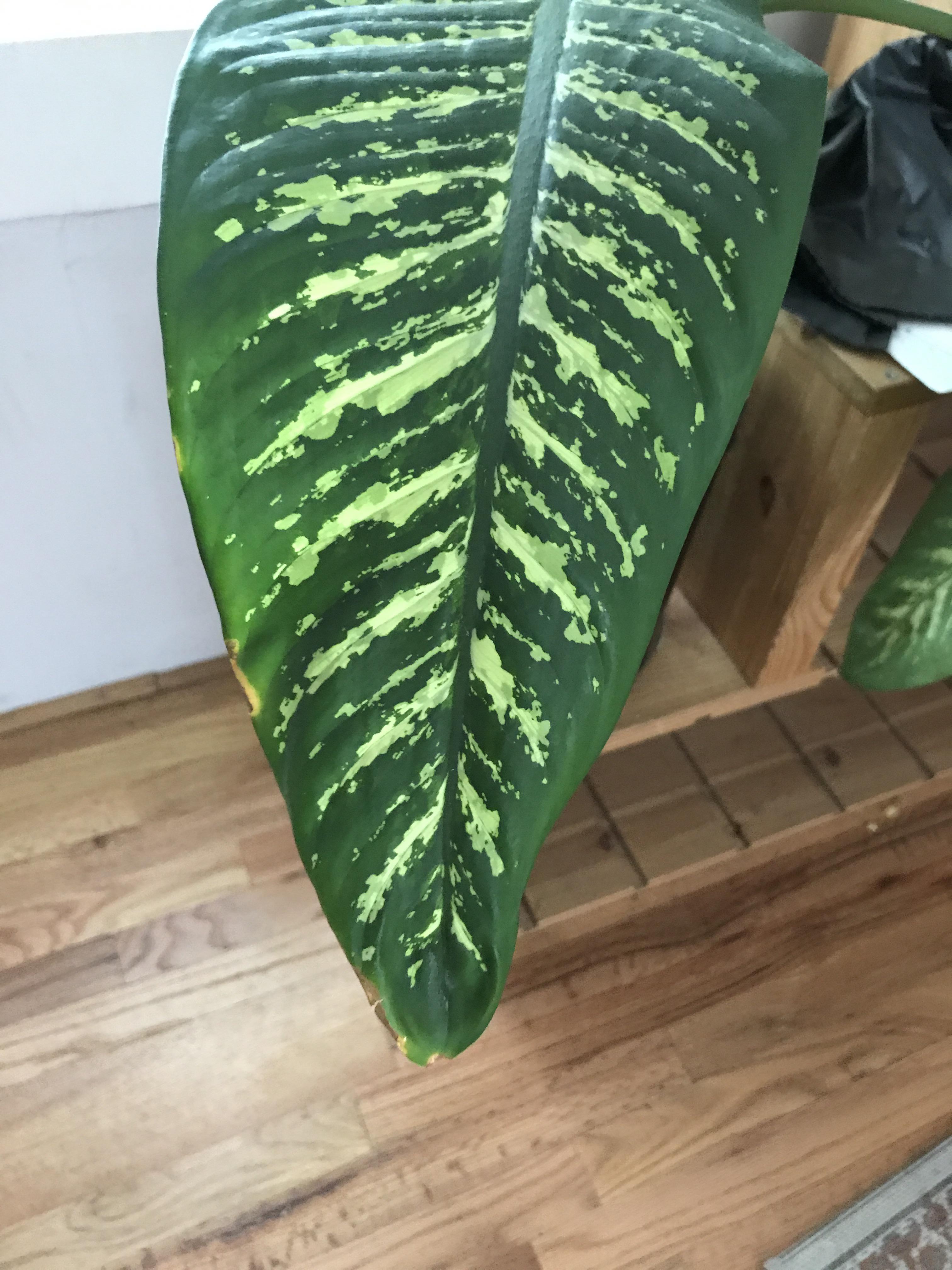 Dumb Cane is getting wavy on the edges of the leaf and developing brown