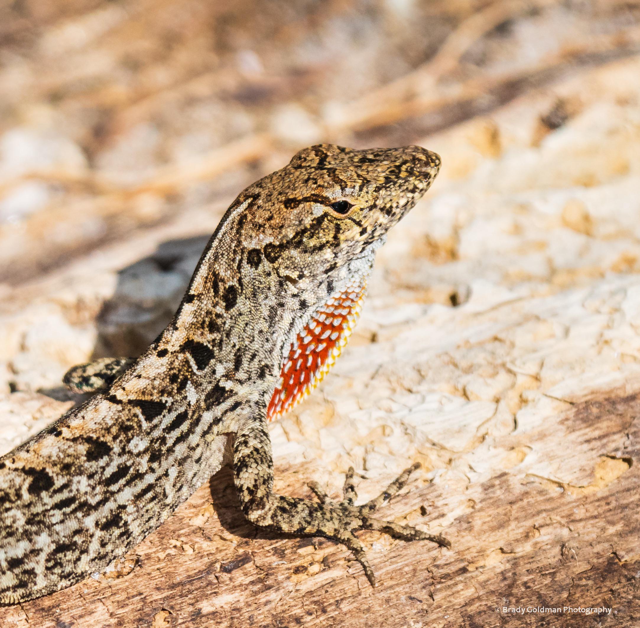 Is this a Cuban Brown Anole? (Chokoloskee, Florida) r/animalid
