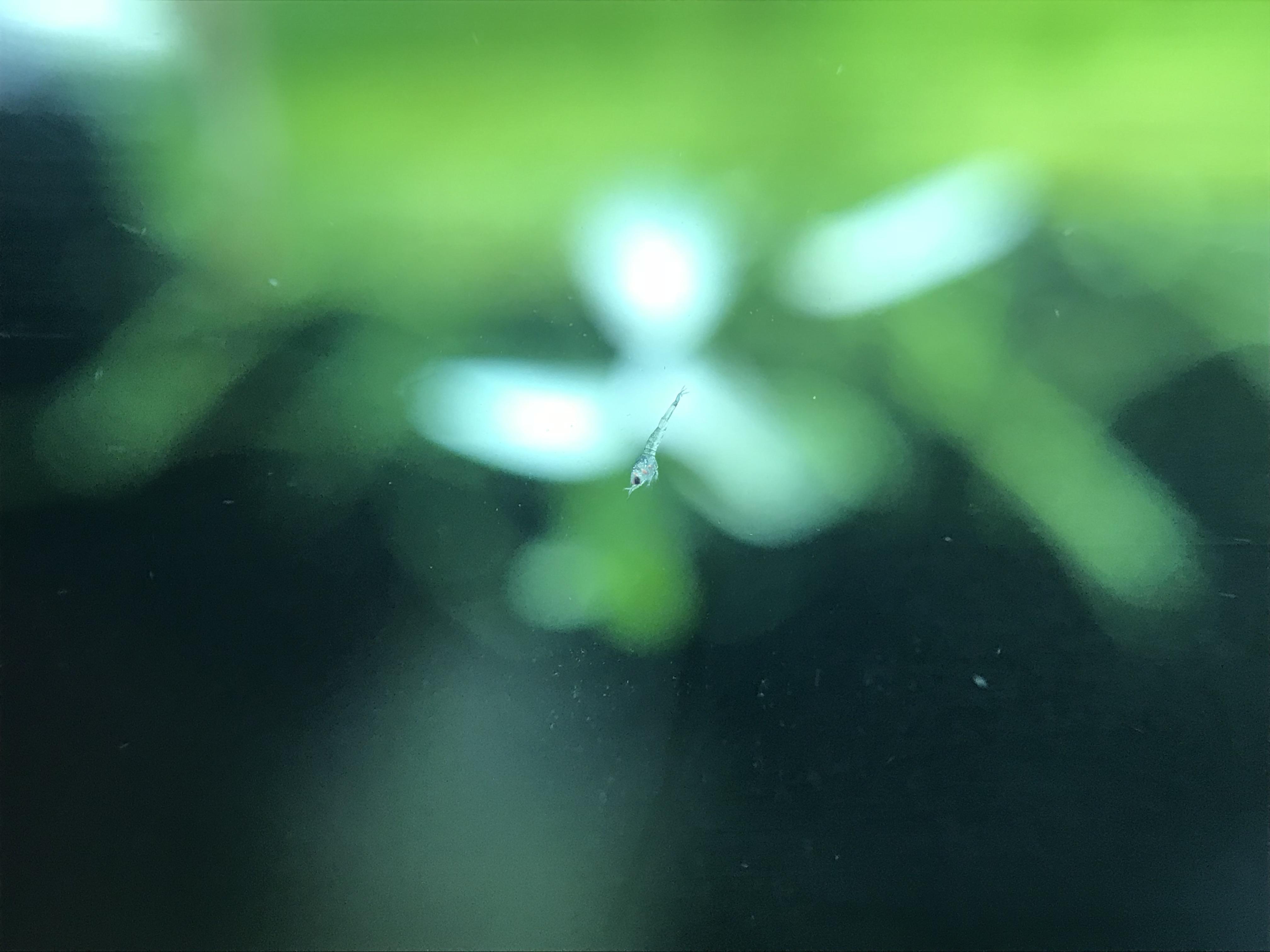 Amano Shrimp Larvae r/Aquariums