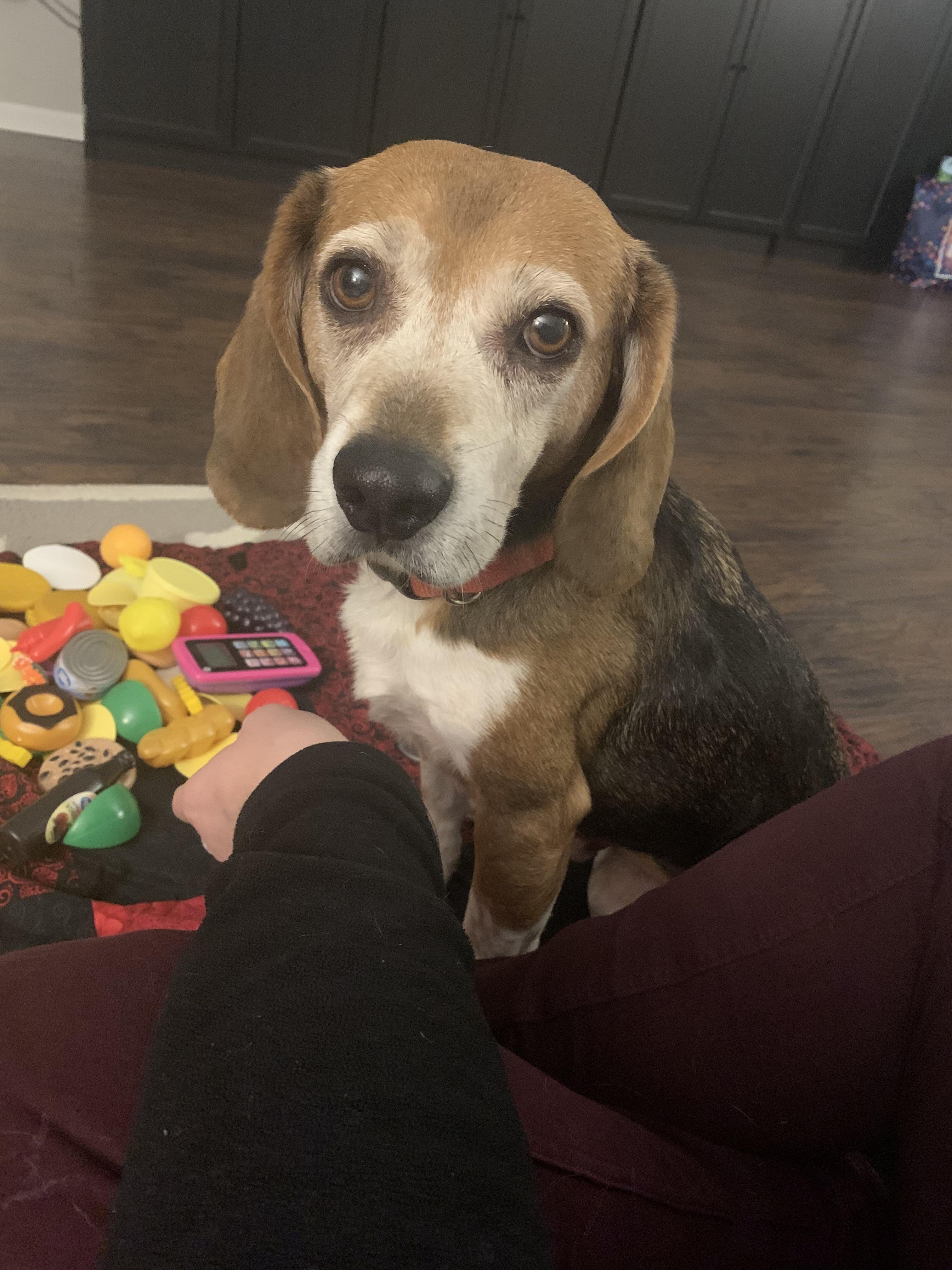 Good news! The steroids are working. Todays blood check has his count