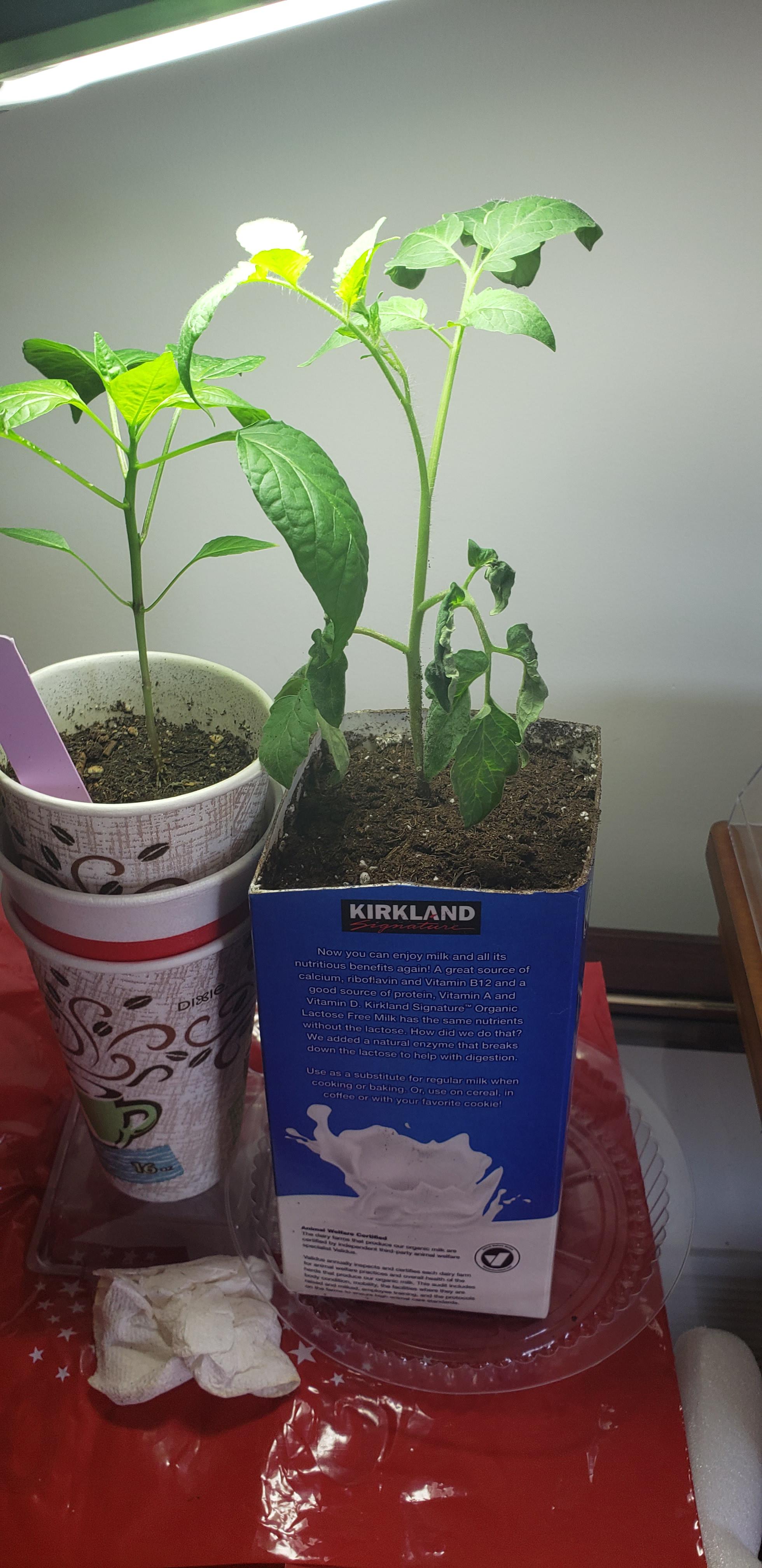 Why are my tomato plant leaves dying at the bottom? r/plantclinic