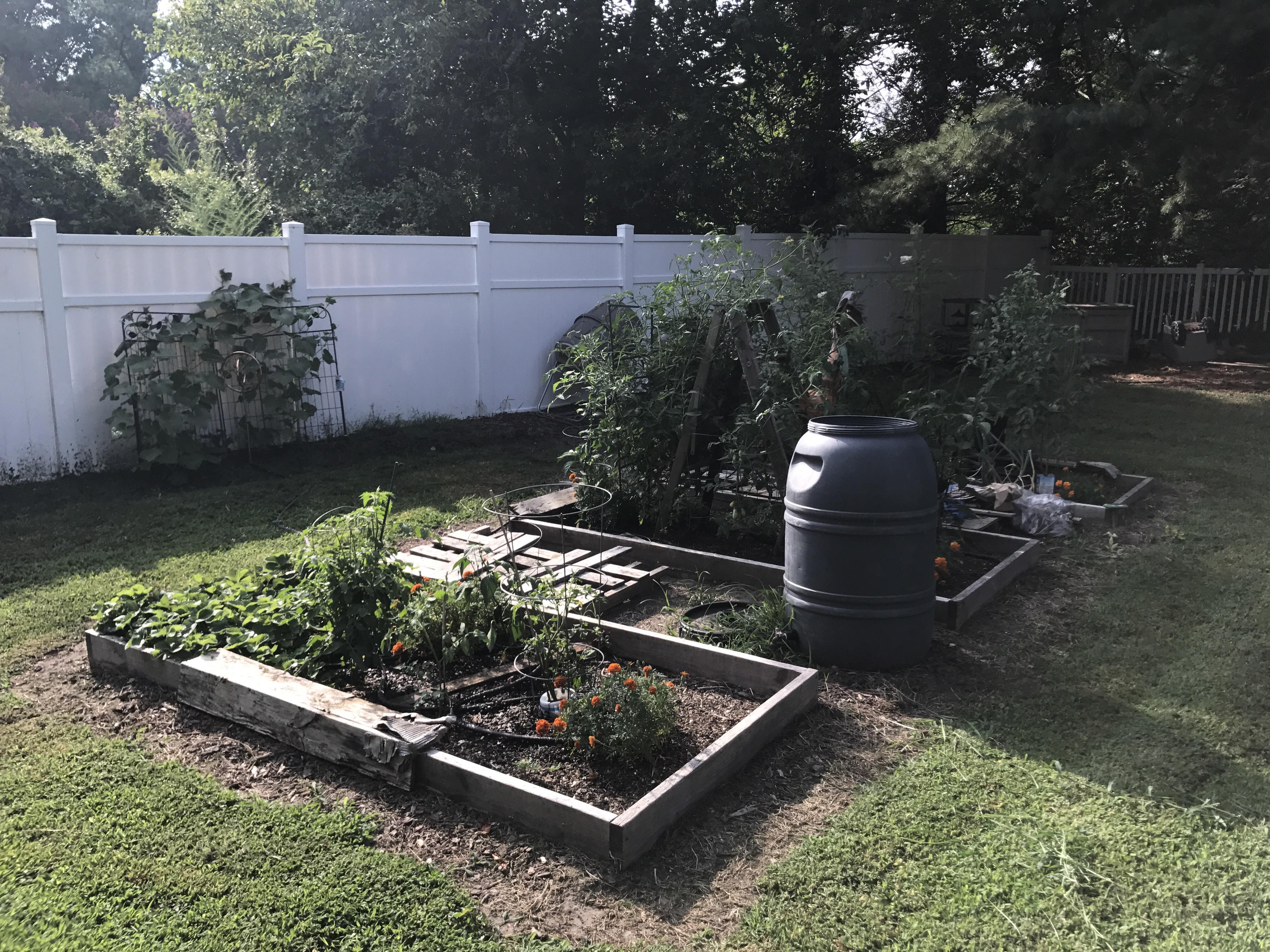 I'm pretty proud of my latestart garden this year. [VA] gardening