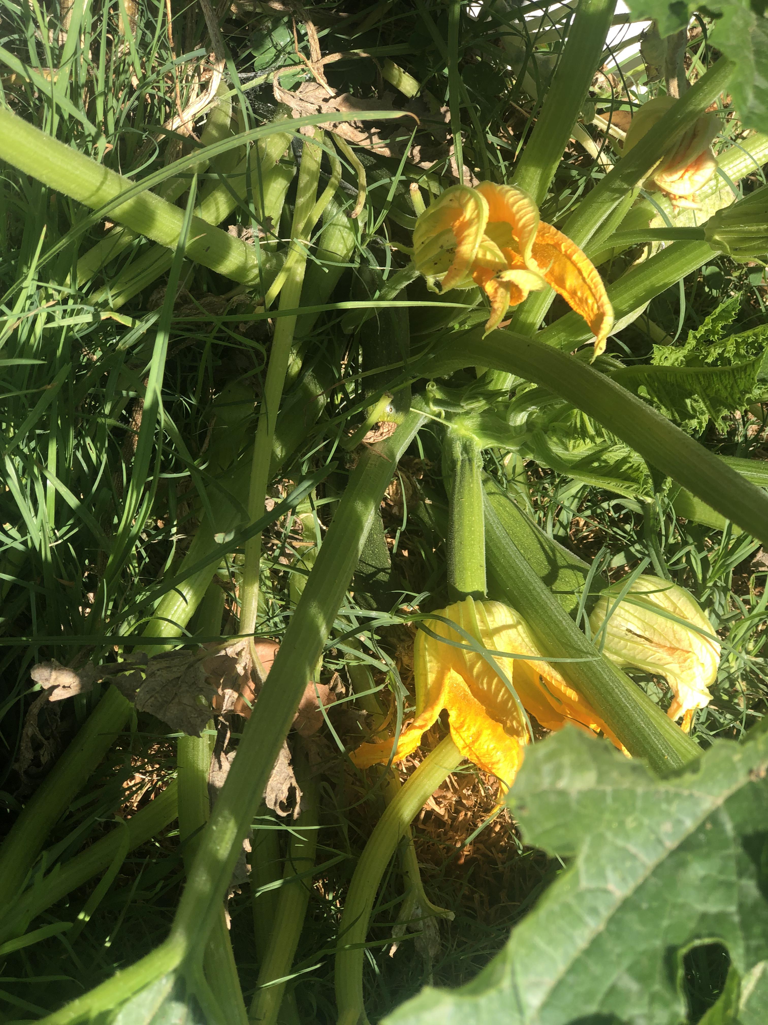 Zucchini’s still trying to bloom and grow! r/gardening