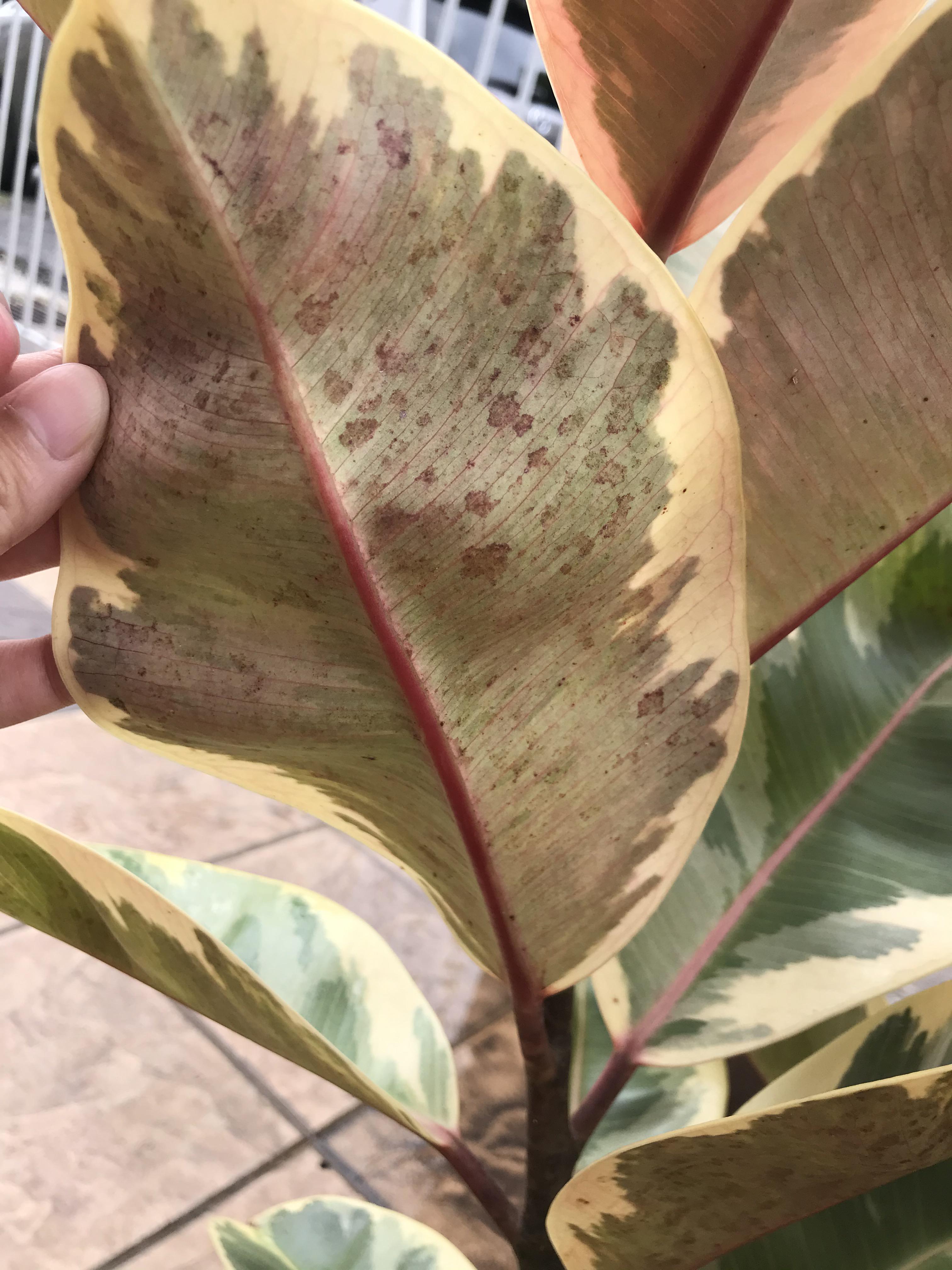 Help! What are these water/mudlike stains underneath my rubber plant