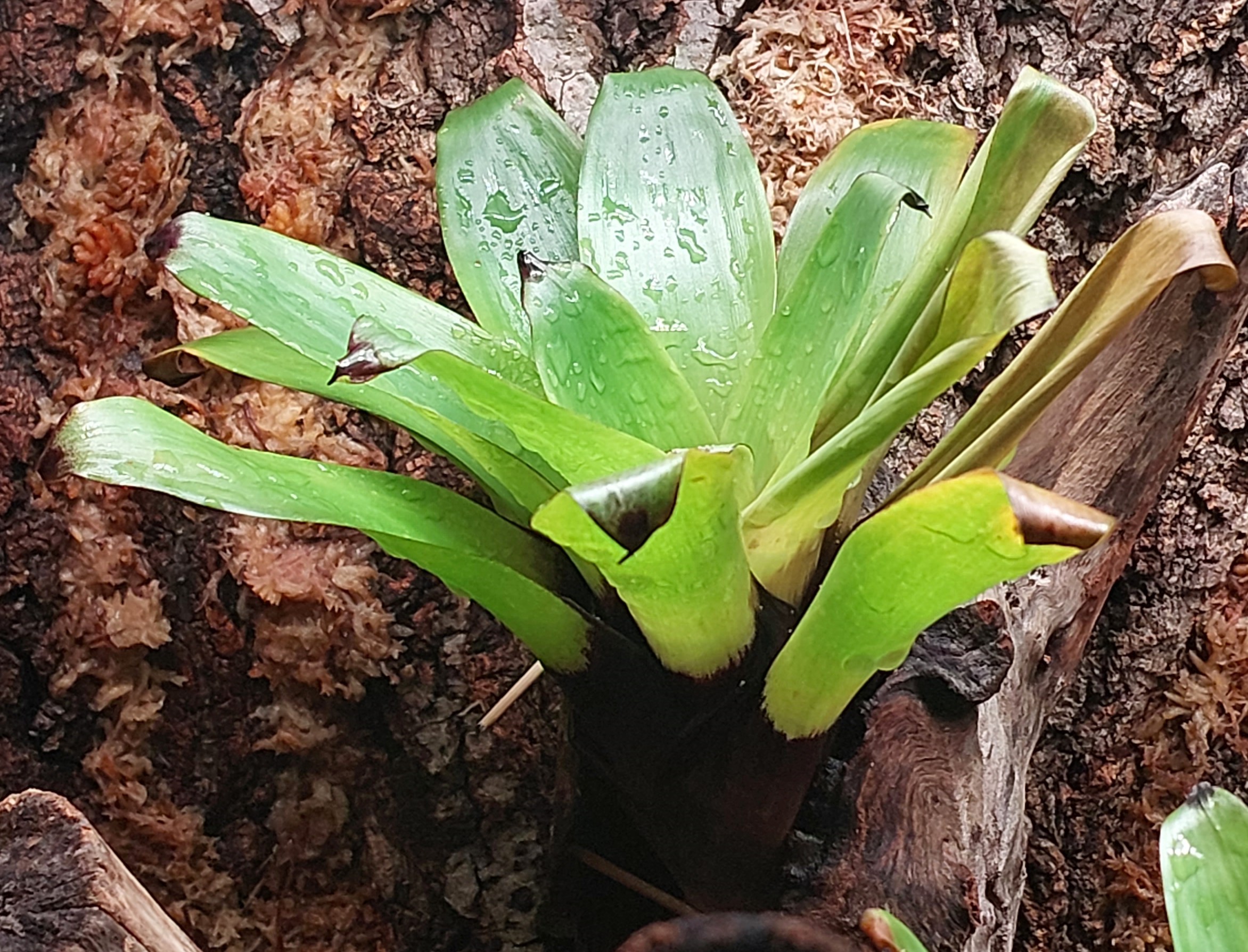 Half of my Vriesea Erythrodactylon is Drying Up? r/bromeliad