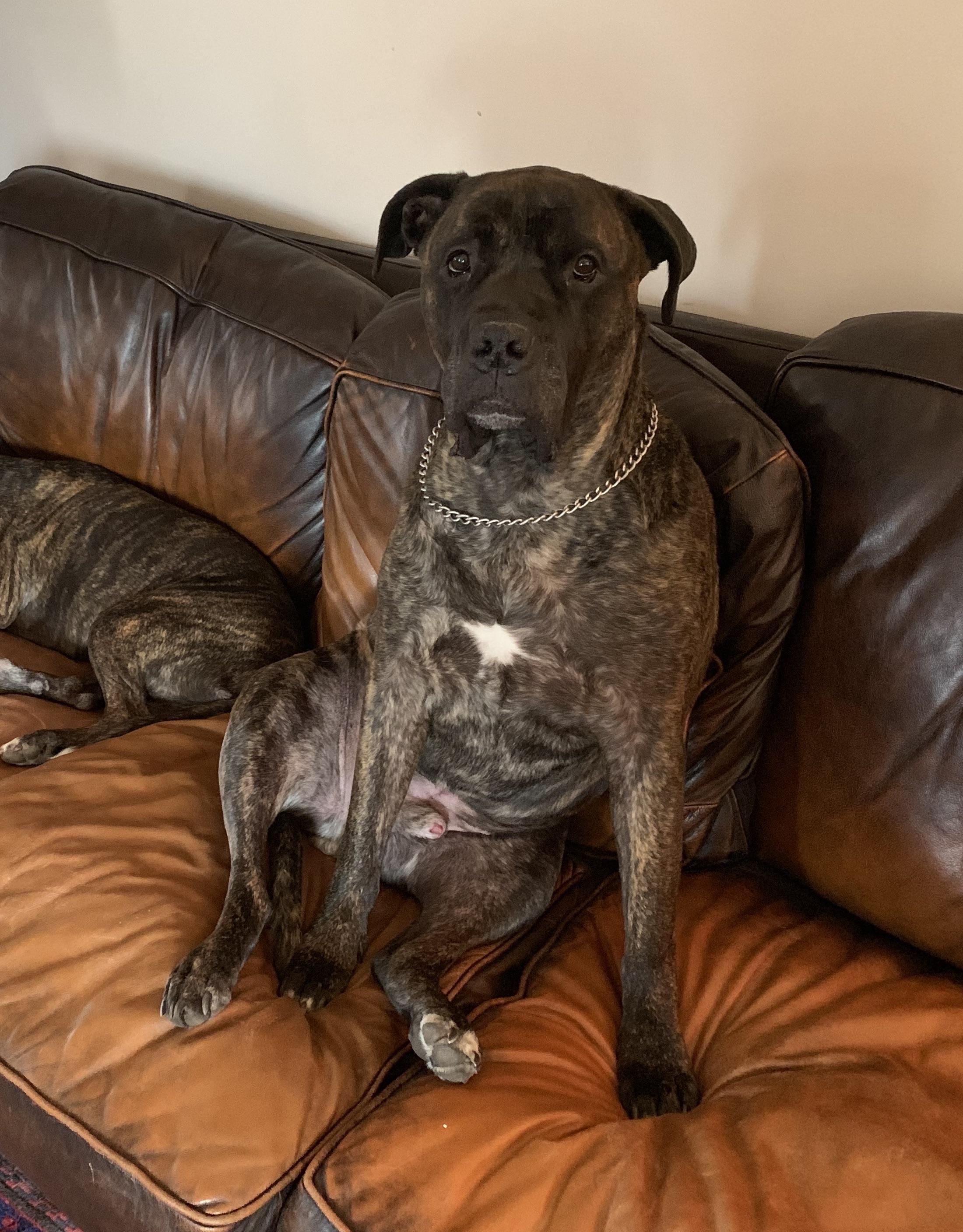 Couch Potato r/Mastiff