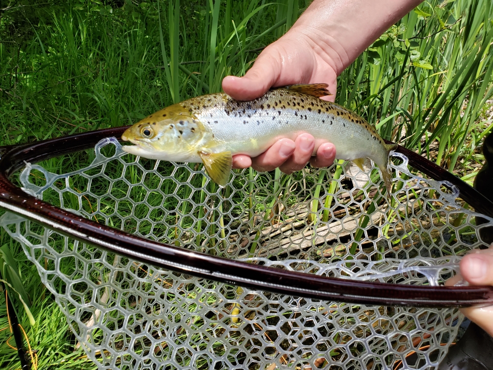 Caught a nice salmon in Grand Lake Stream, Maine, this morning r