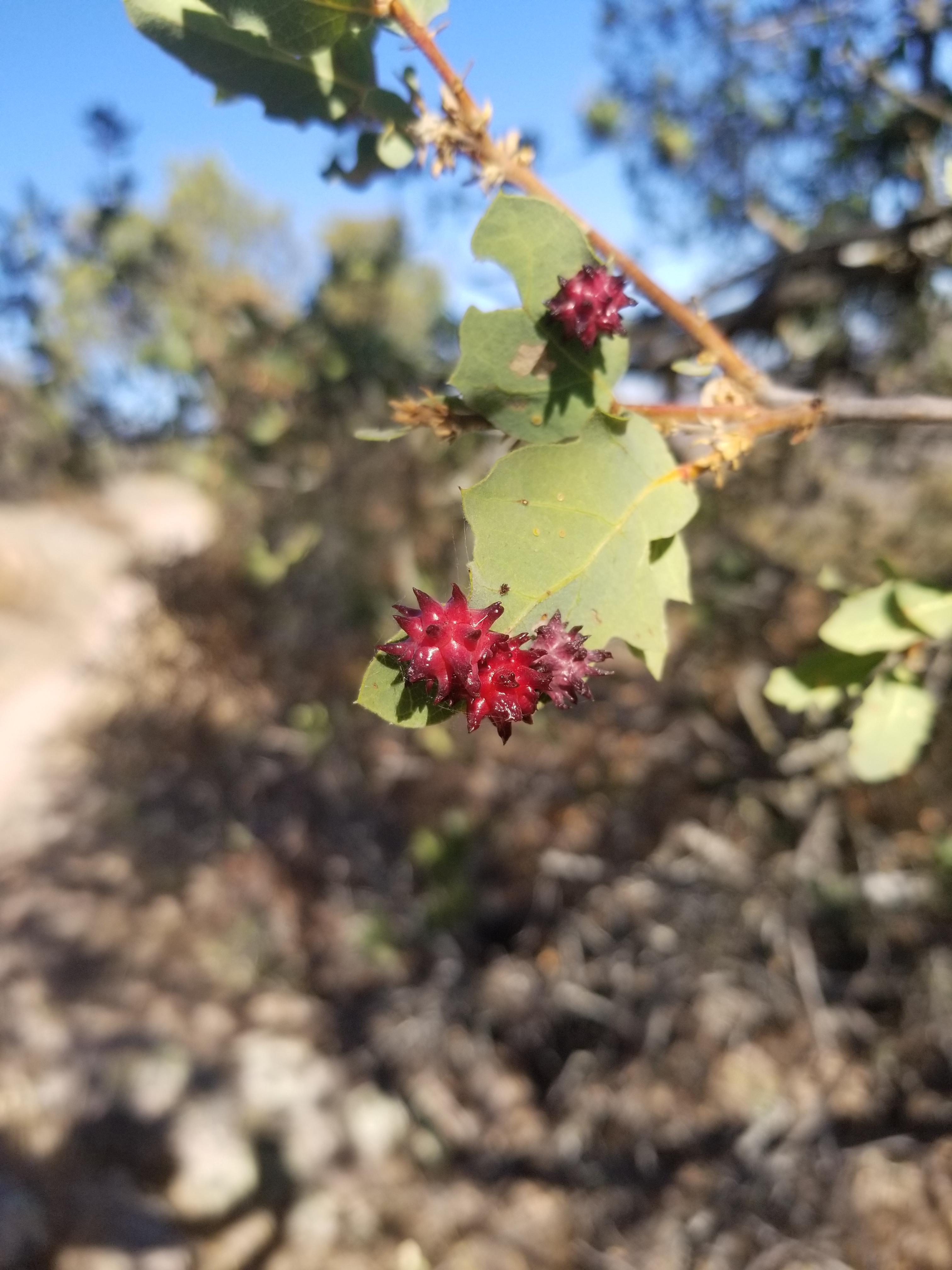 Any idea what this is? Growing on scrub oak. r/mycology