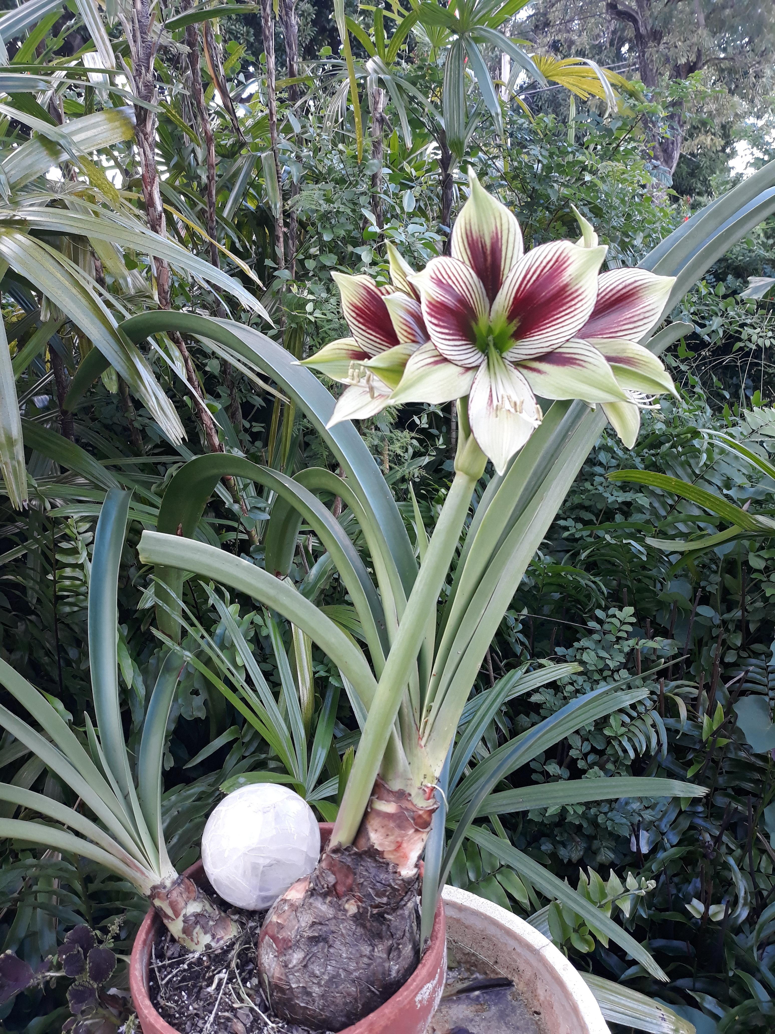 Hippeastrum papilio (Butterfly Amaryllis) blooming 4 months ahead of