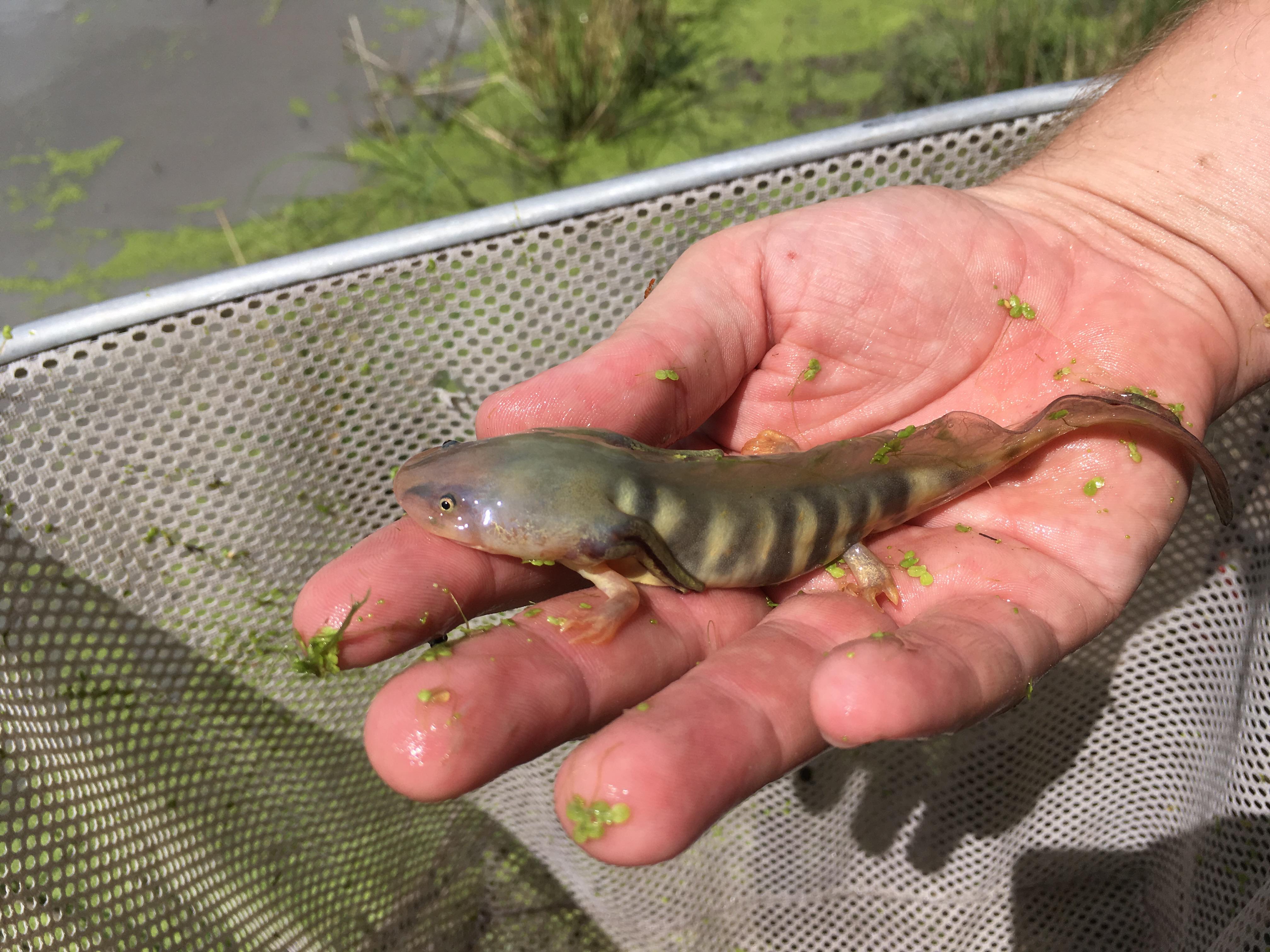 Larval Western Tiger Salamander I recently. Not the species