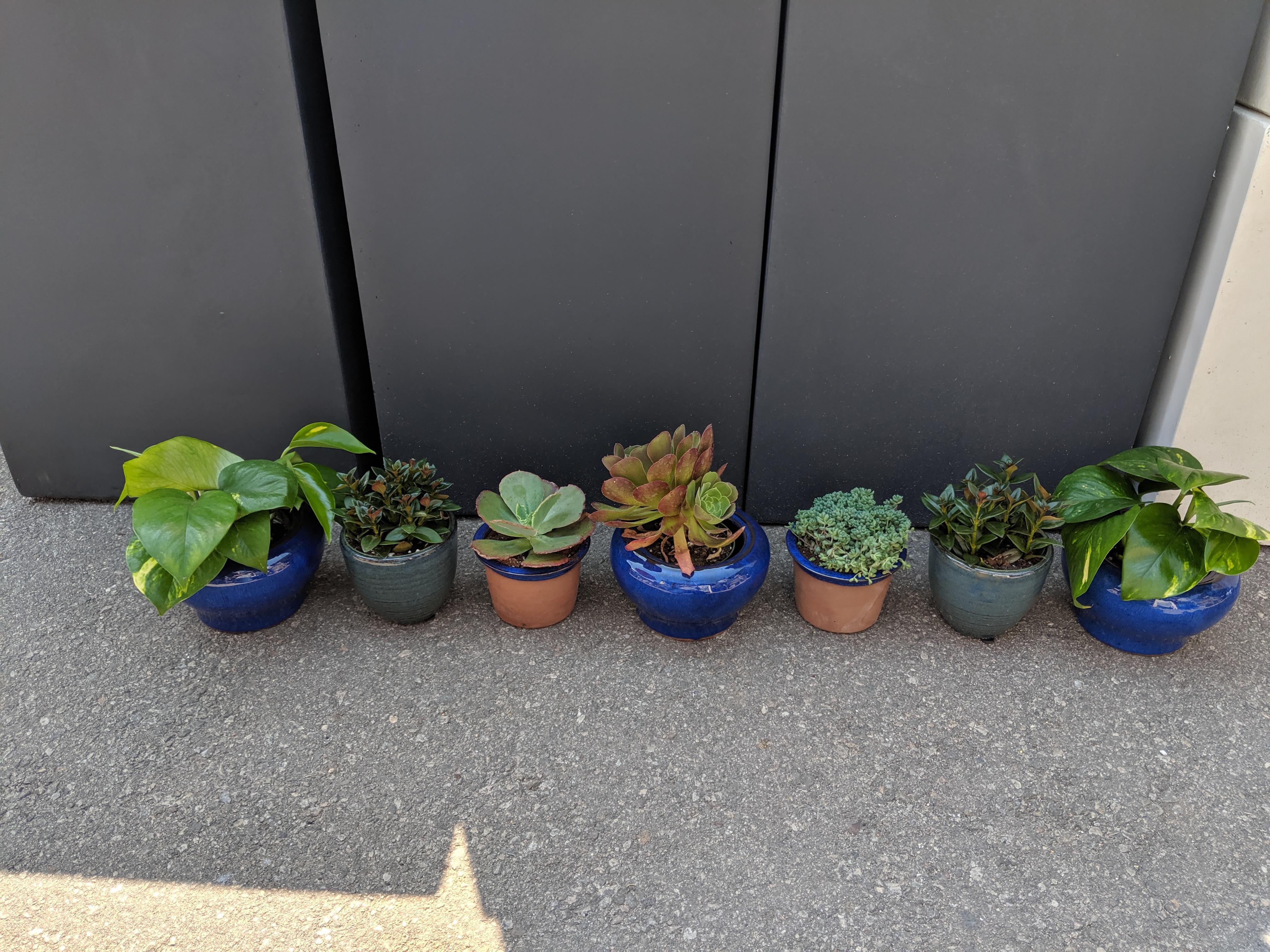 Potted plants as centerpieces for our rectangular tables! Here's a set
