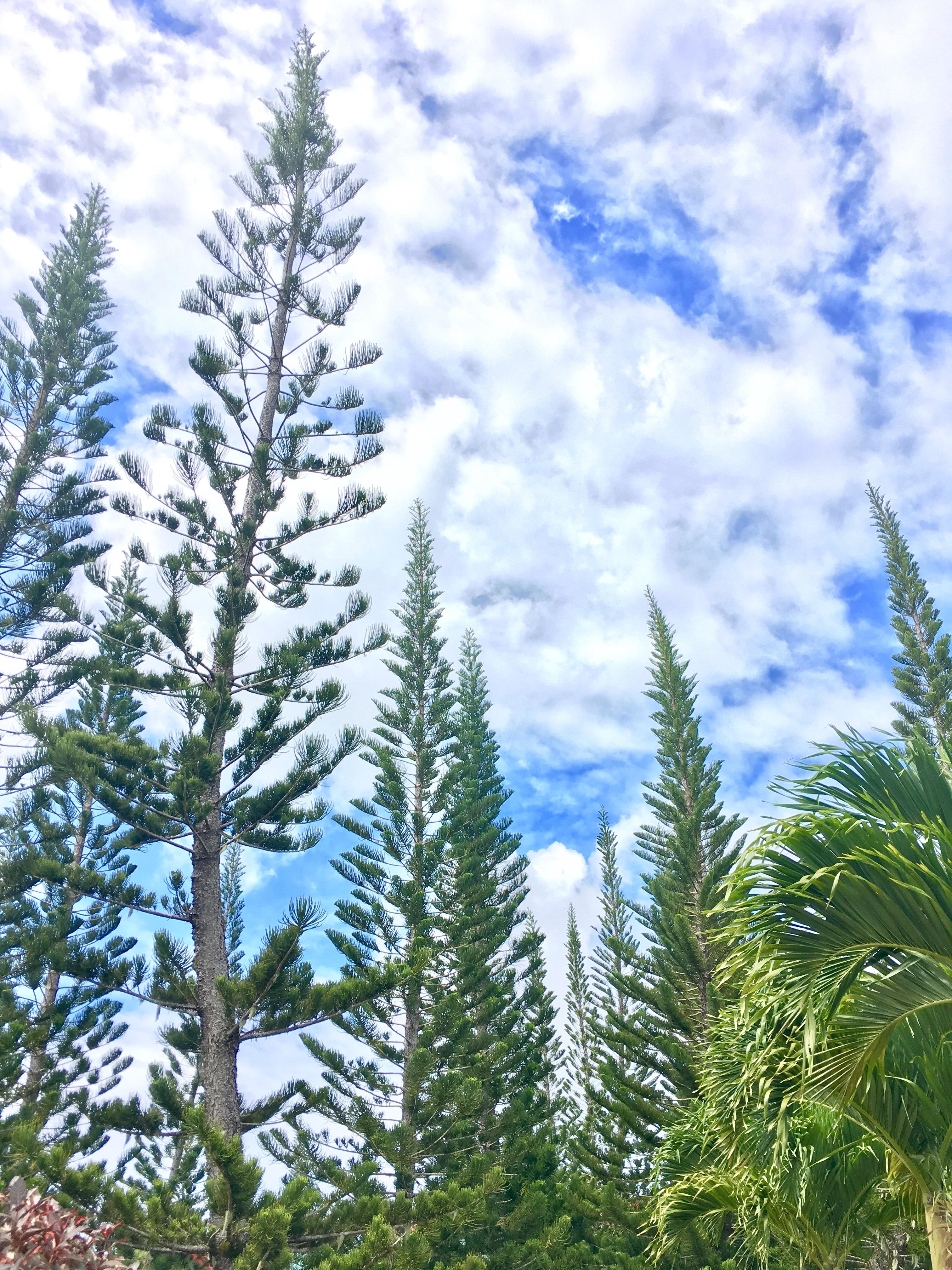 Beautiful Pine Tree at Sagbayan Bohol. r/Philippines