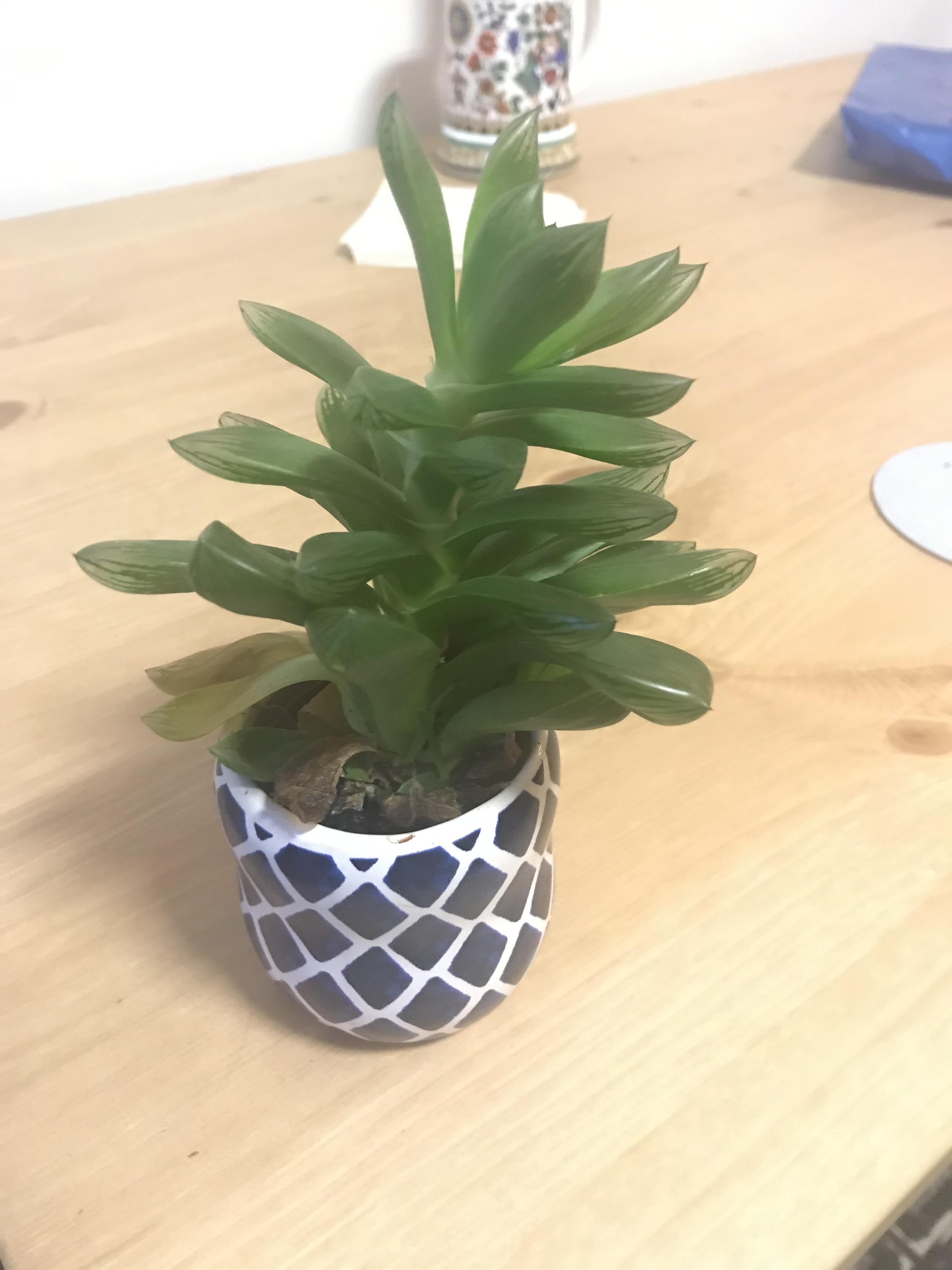 The leaves on the bottom are dying, not sure what to do. The whole