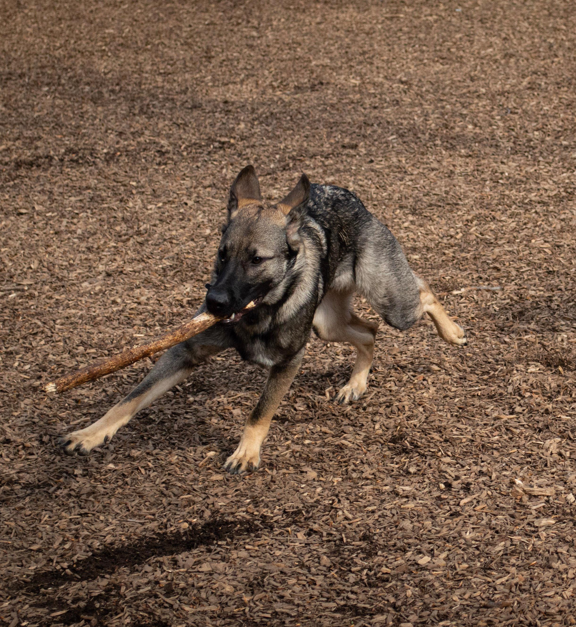 Dog Park Zoomies r/germanshepherds