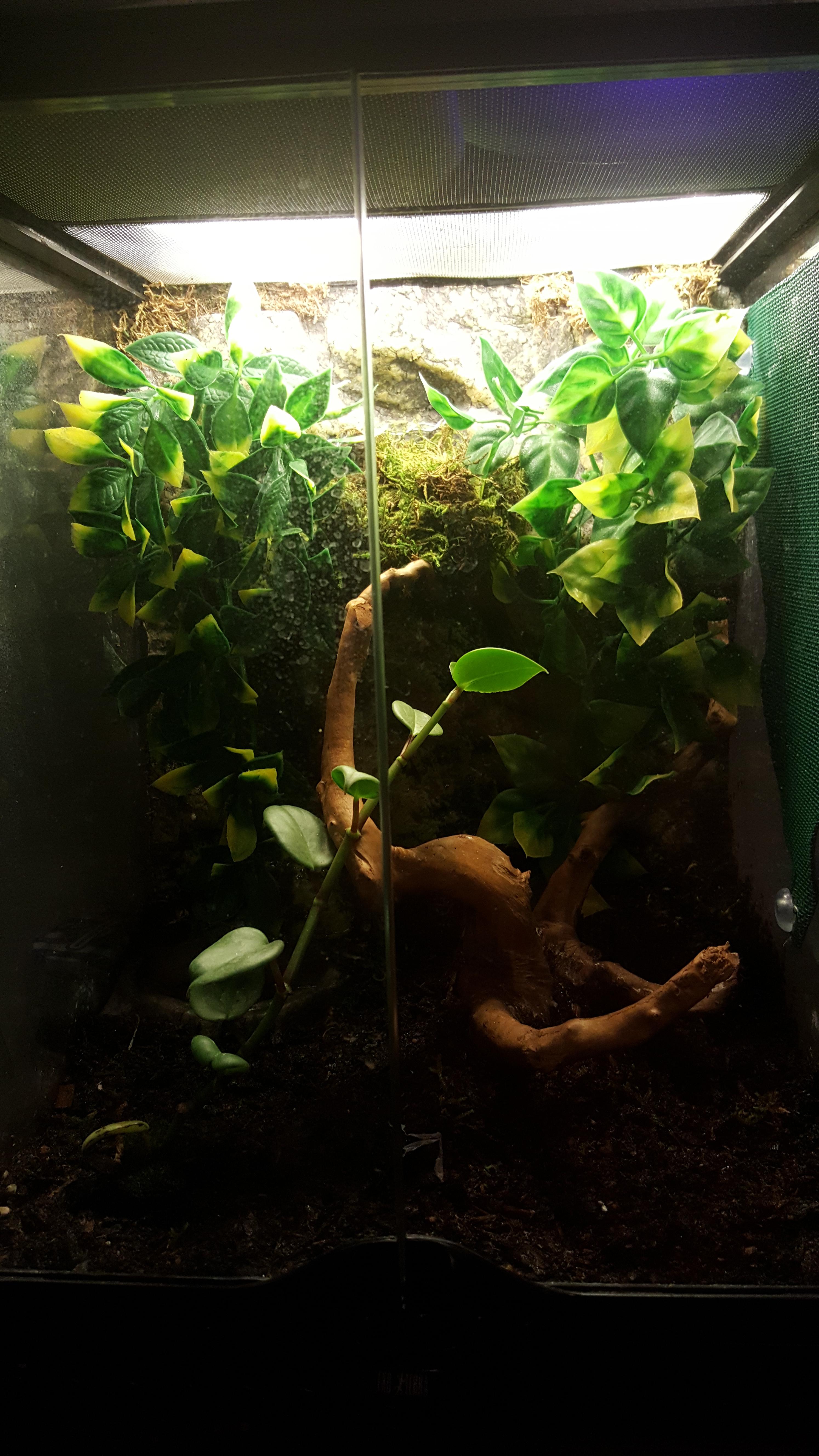 My green anole setup r/Anoles