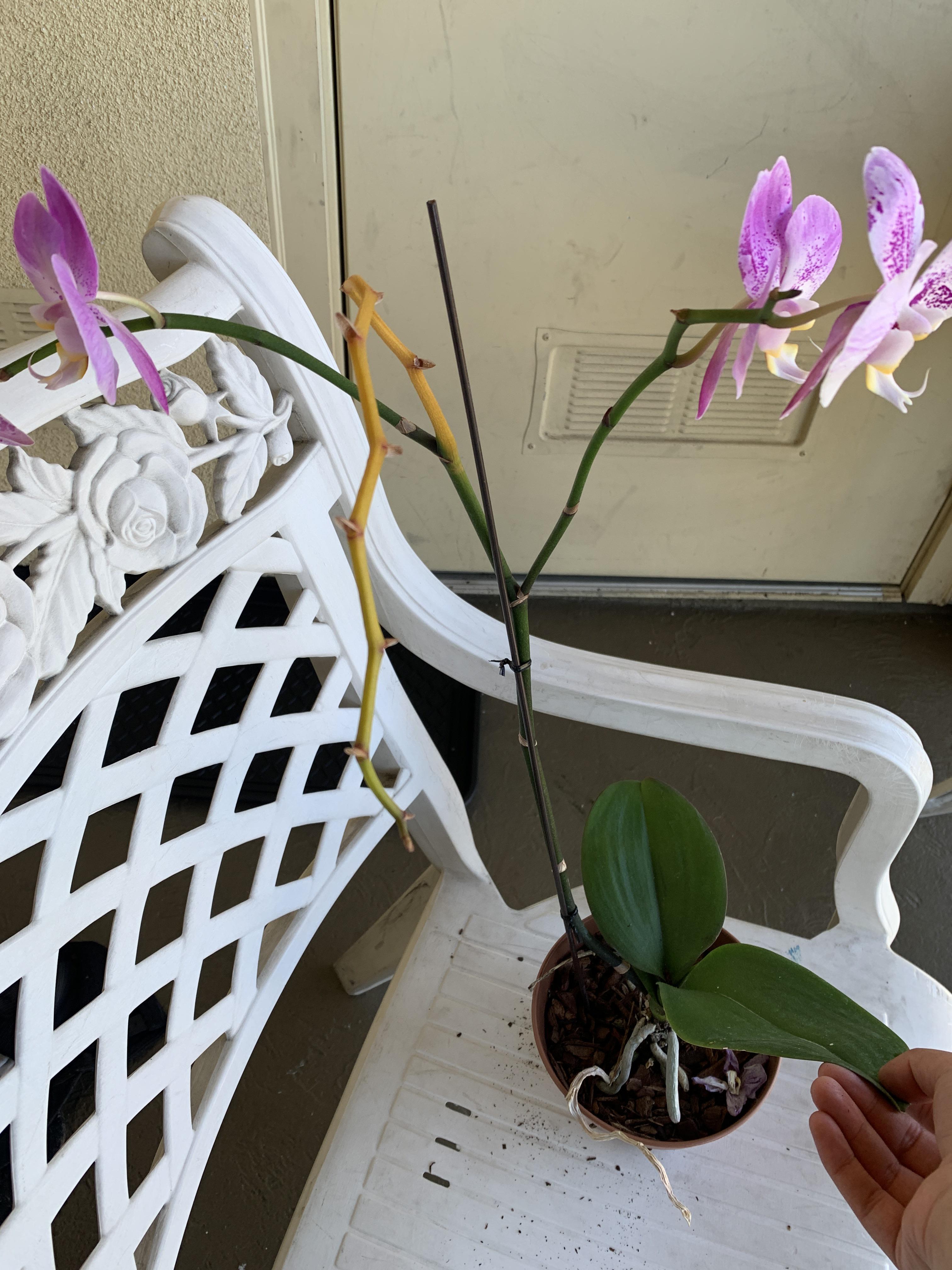 Root rot or is it their natural end? The flowers started falling one by