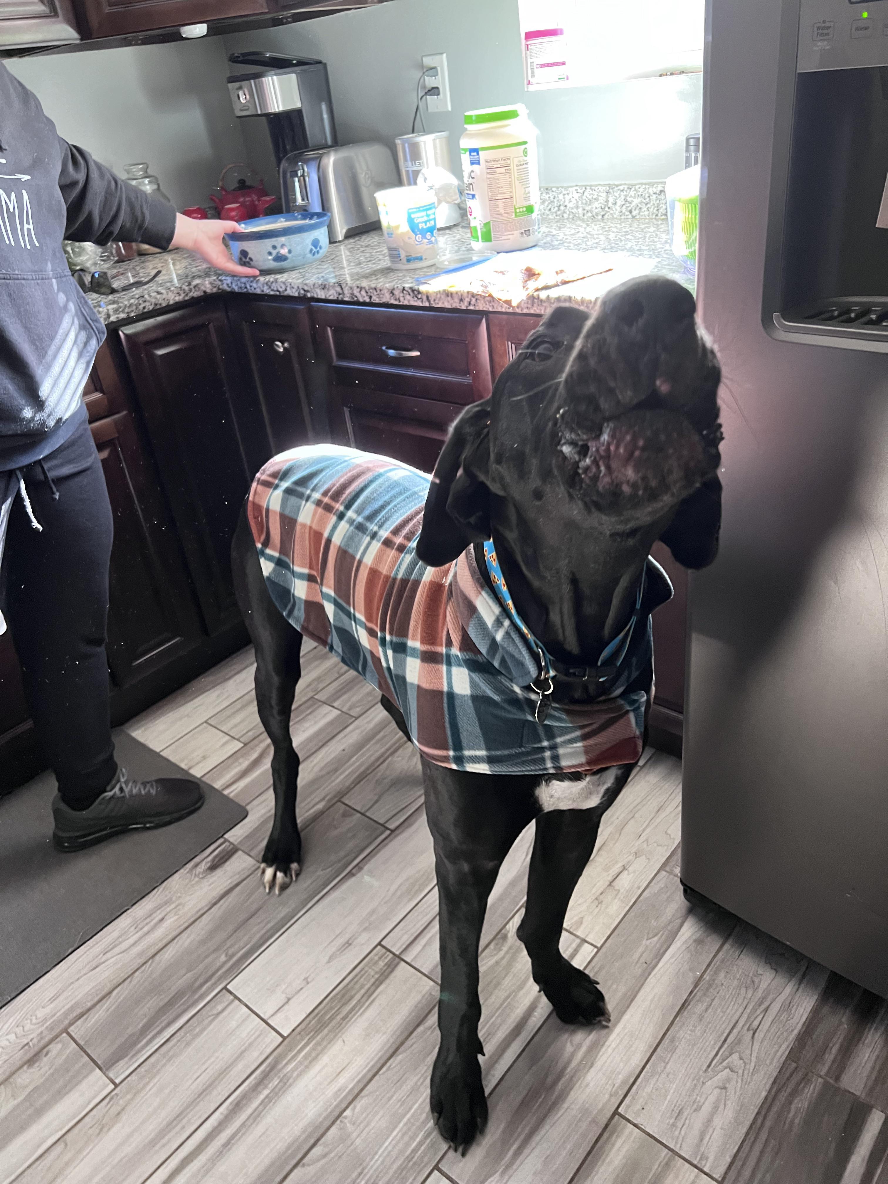 Wrigley James yelling at me because he wants a peanut butter bone r