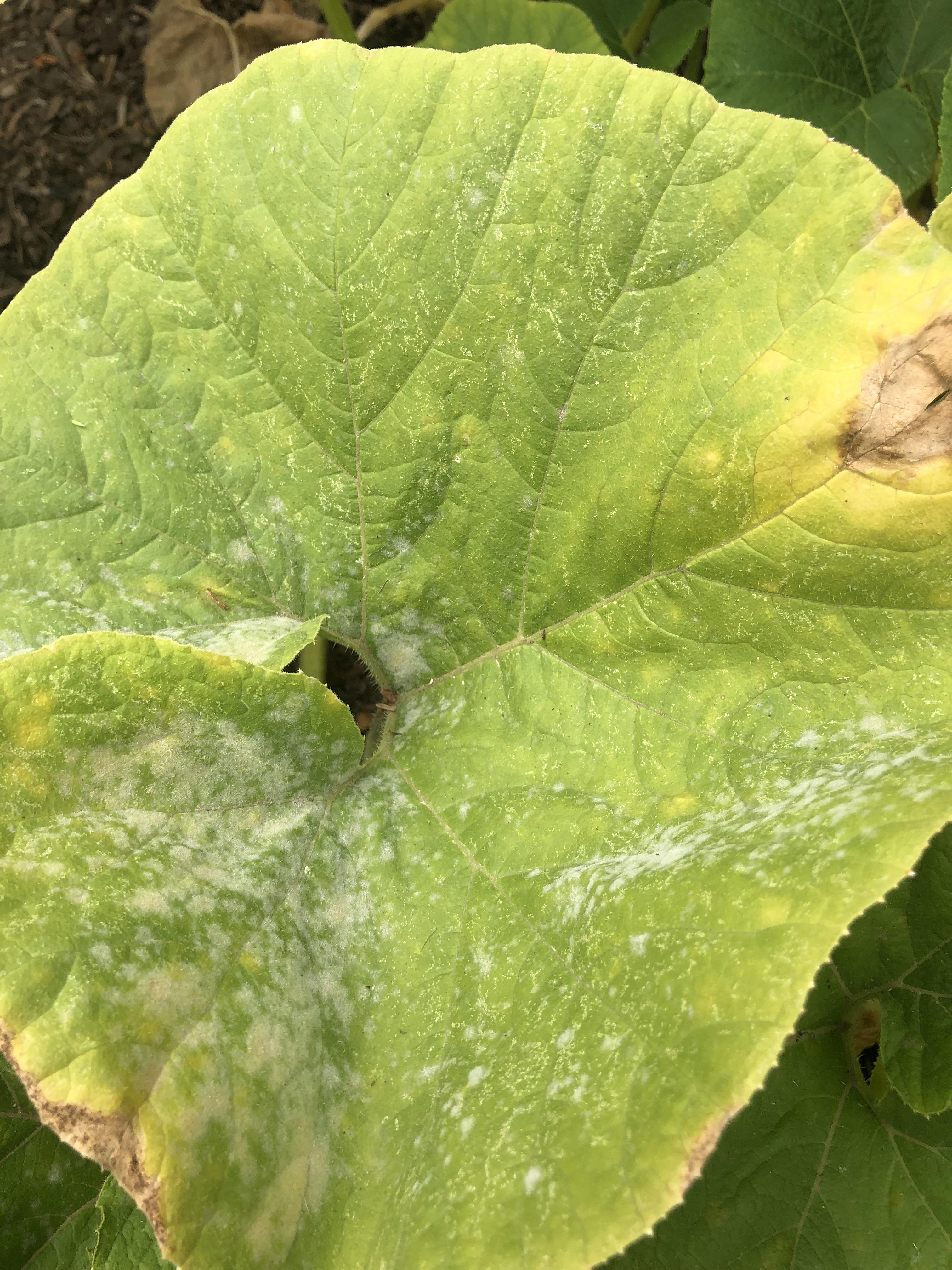 What do these white patches and yellow spots mean on my pumpkin plant