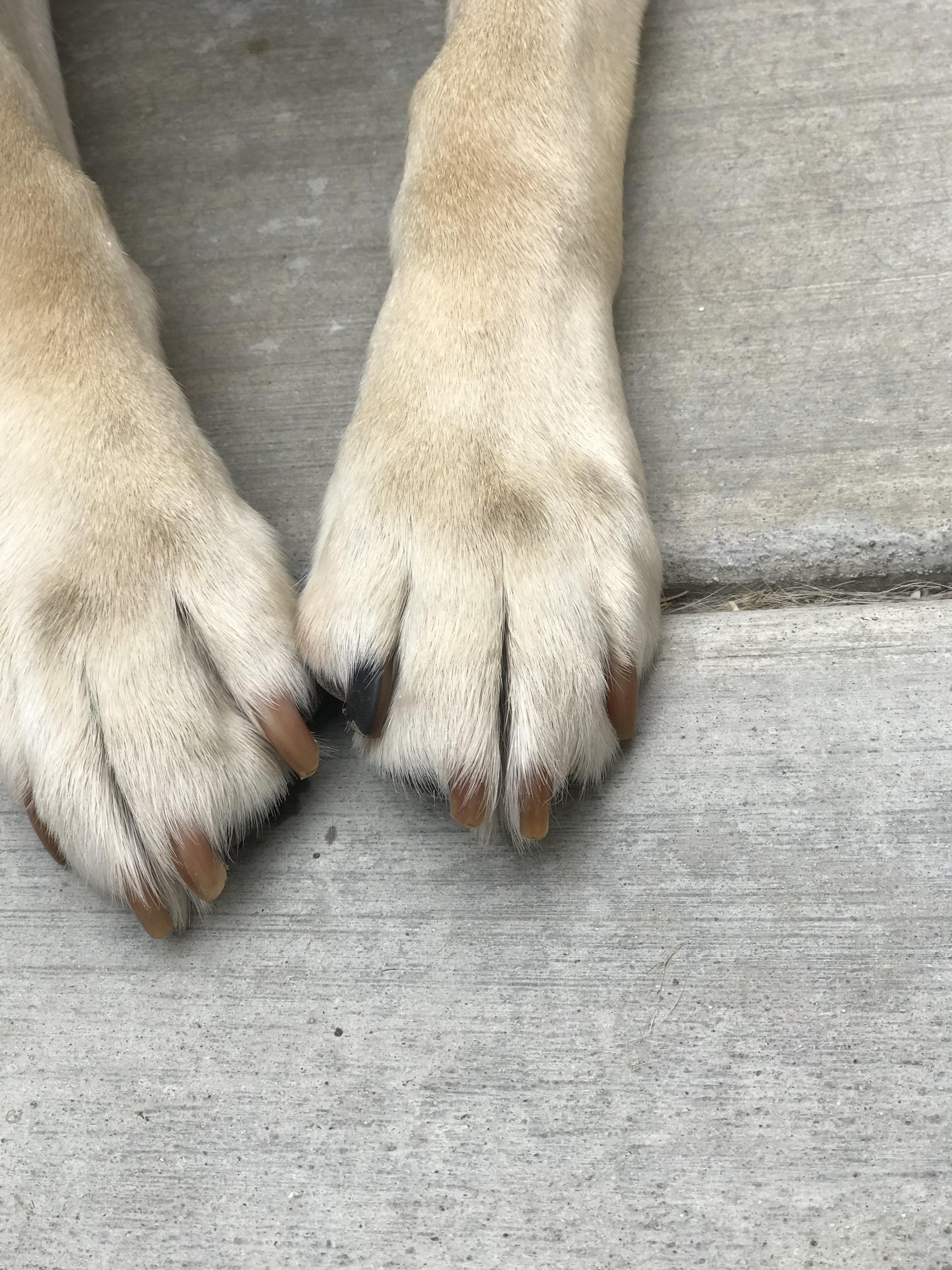 Why Does My Dog Have One Black Nail