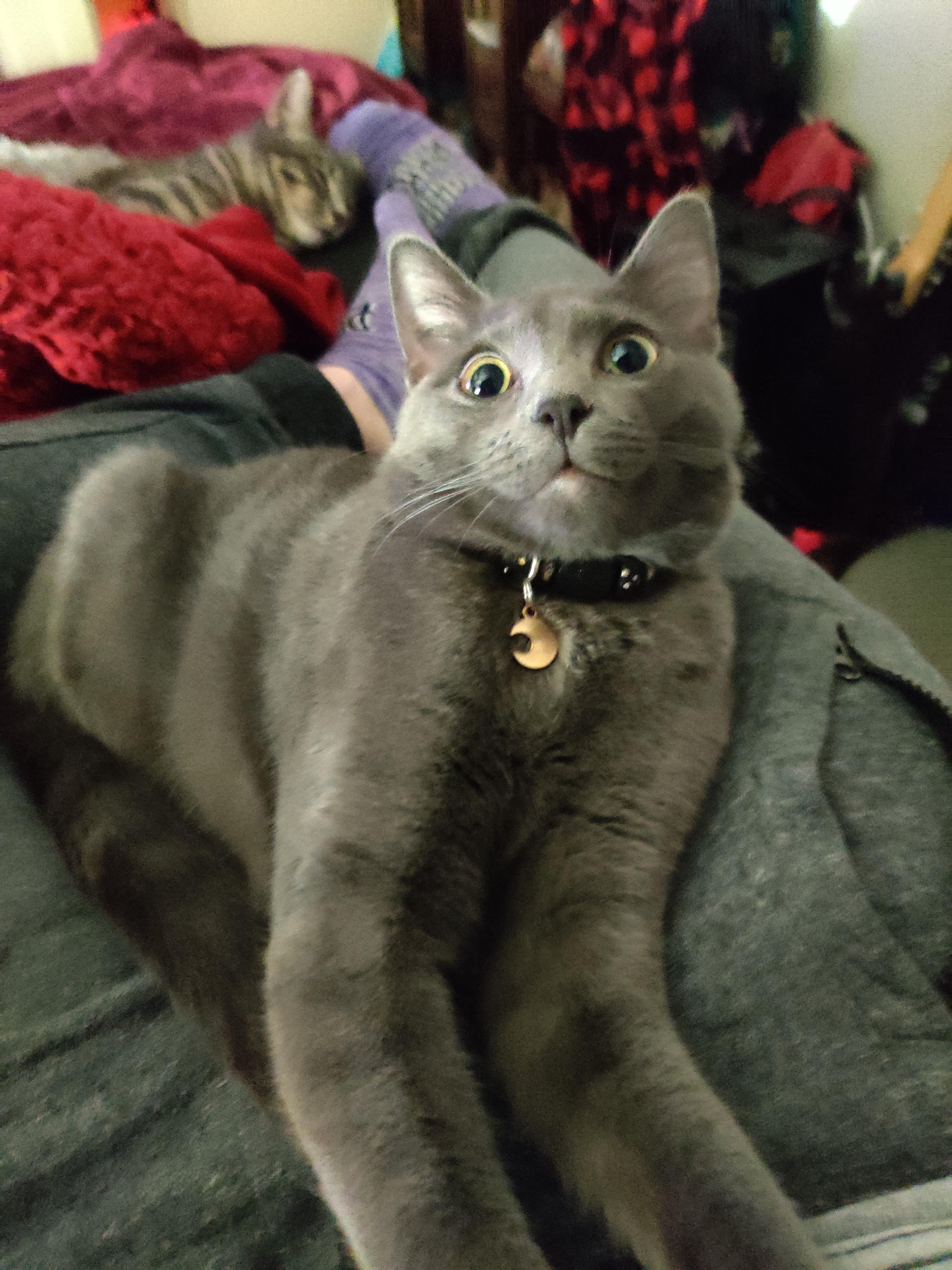 Kitten seen some things r/NamFlashbacks