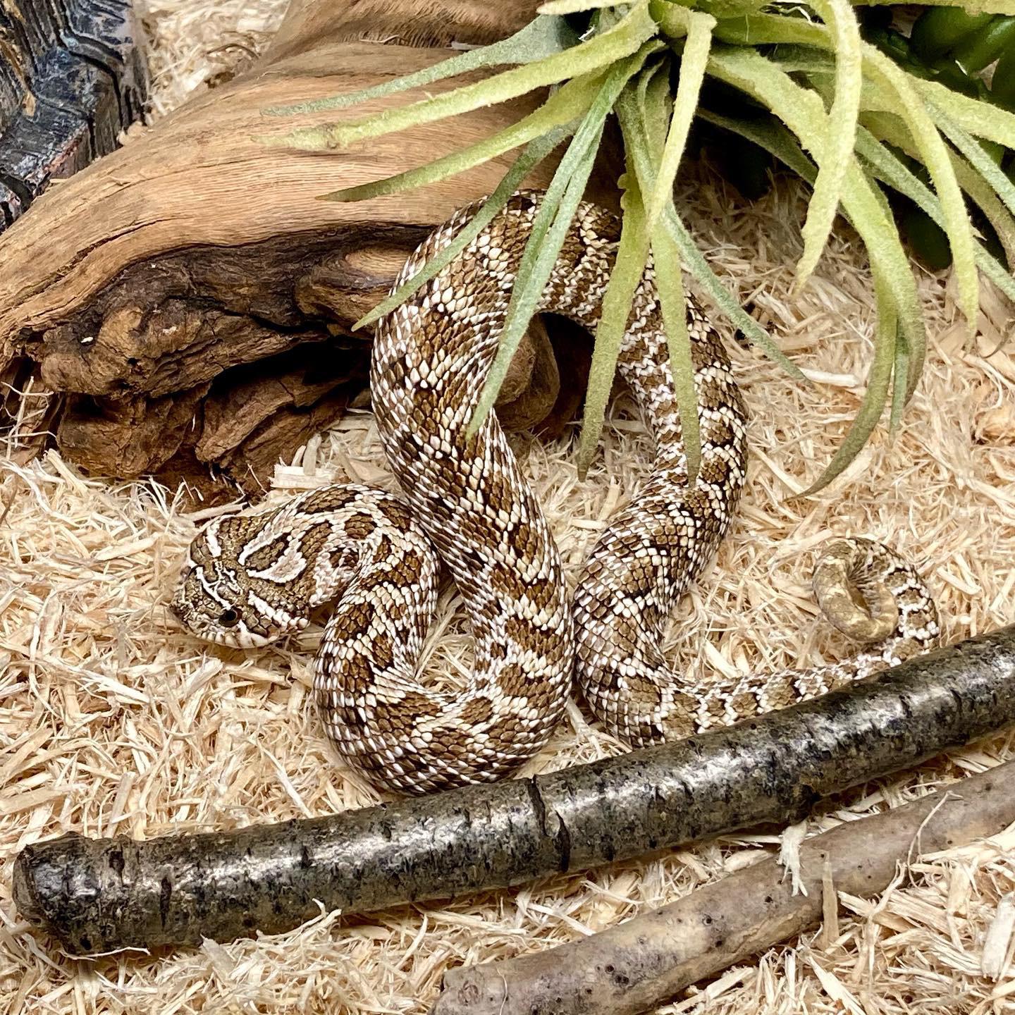 I have lots of snakes but this one is fiesty and scares me tbh. Can she