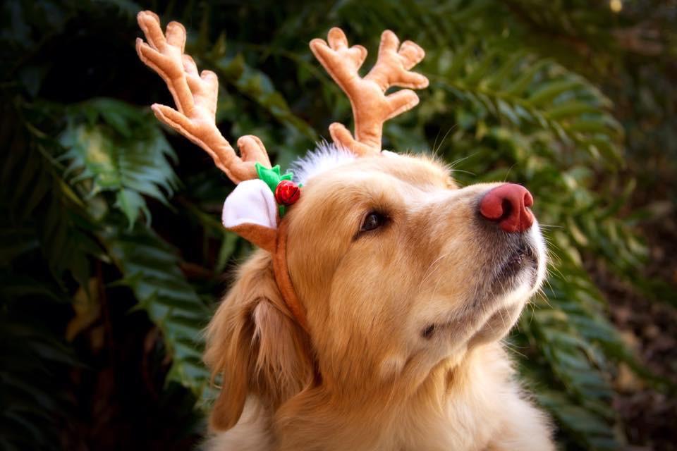 But do you recall the most famous reindeer of all...??? r