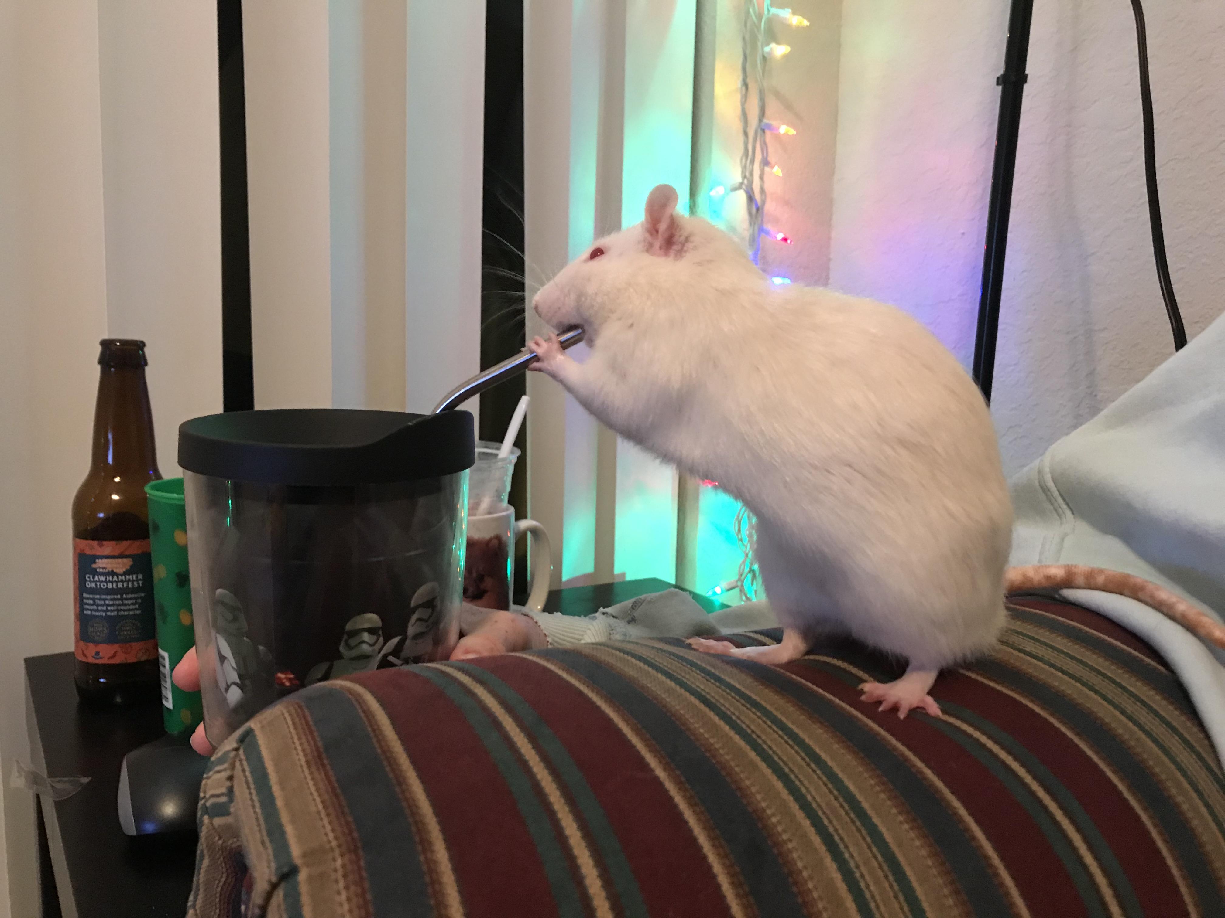 This water bottle isn’t working! r/RATS