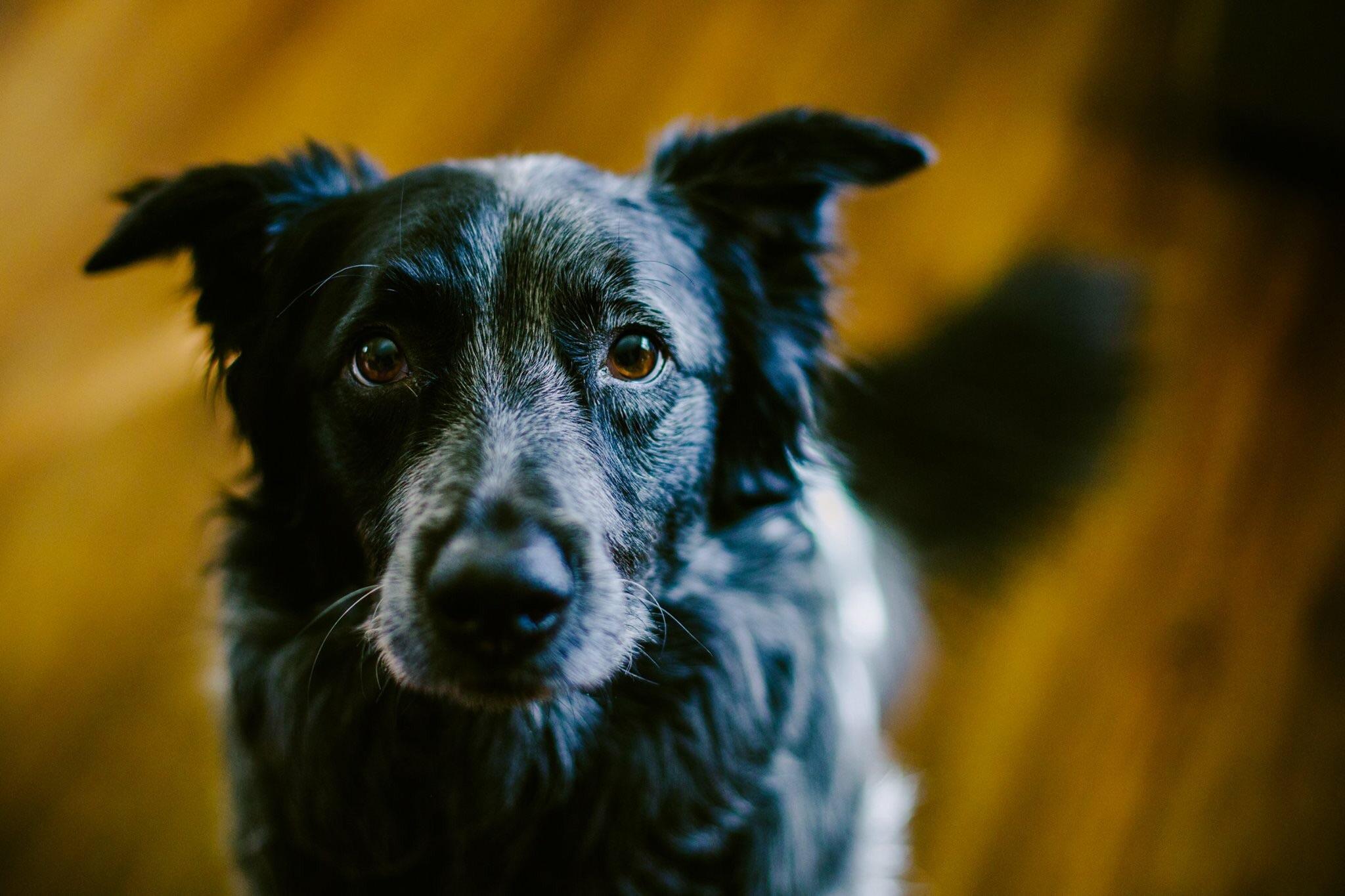 My border collie / blue heeler mix wanted to say hello to
