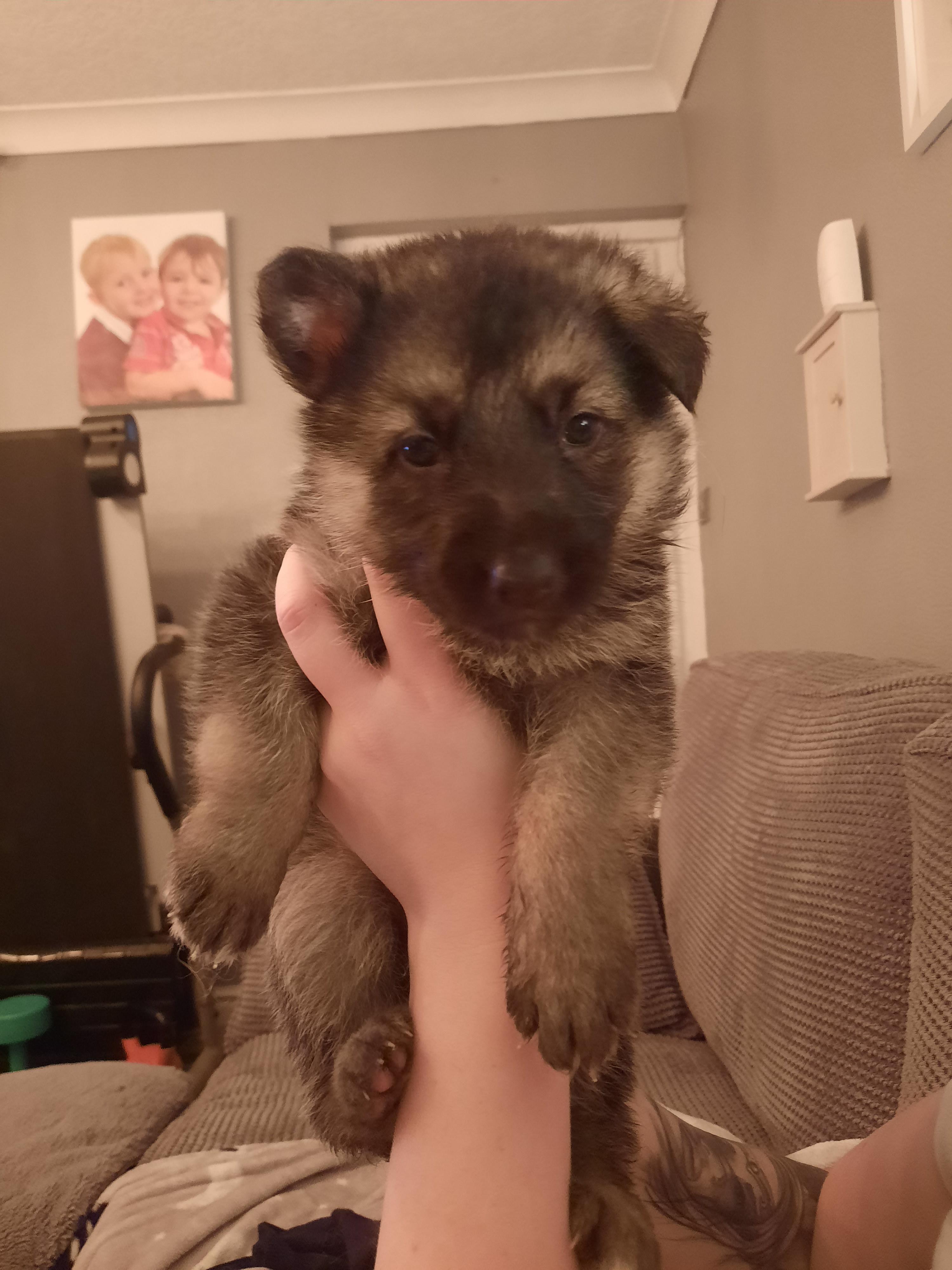 What Do You Do With A 4 Week Old Puppy