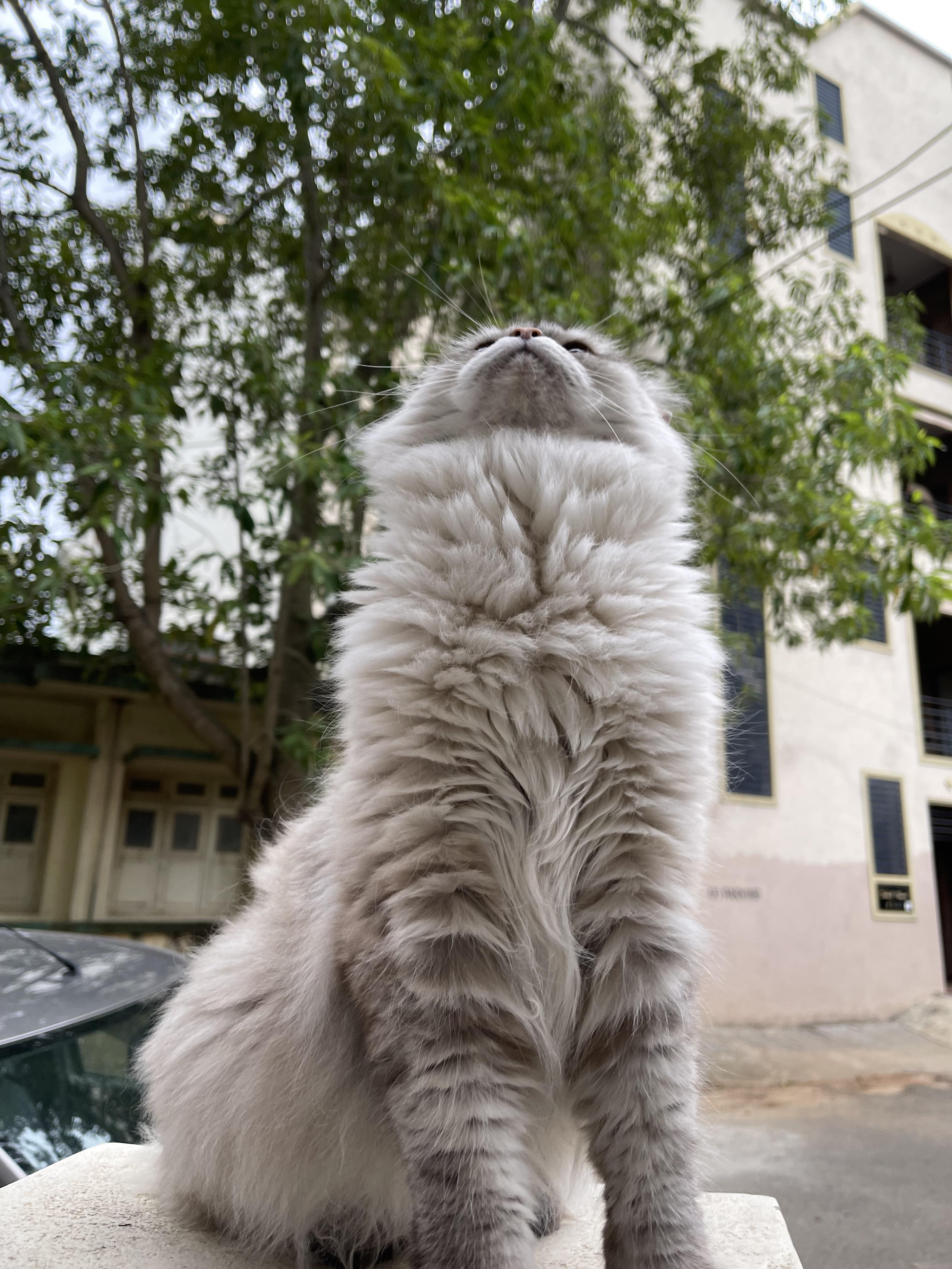 Took my indoor cat outside for the first time in his life, he simply