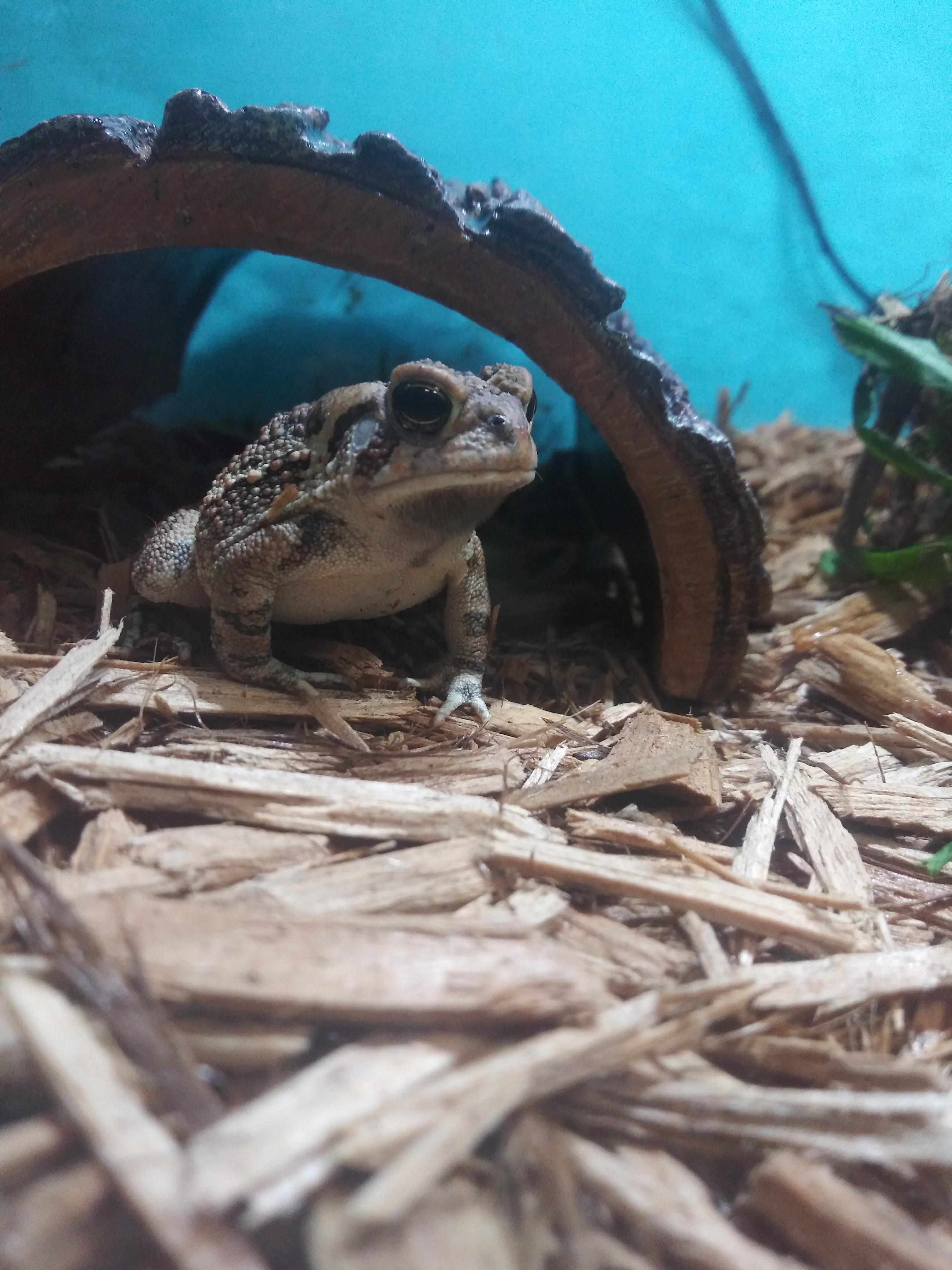 Tod has came out to eat his crickets r/Toads