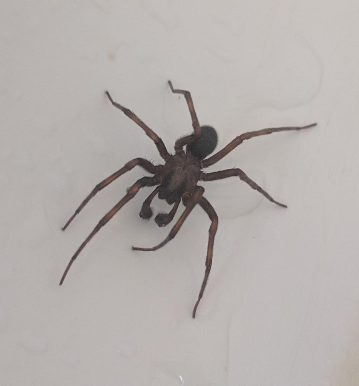 Golfball sized spider with big fangs [Sierra mountains California] r