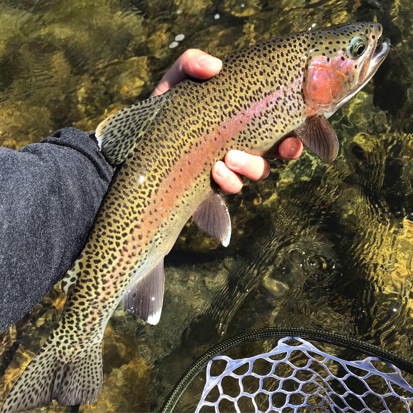 Healthy fish, healthy river (Kings river). CnR. r/flyfishing