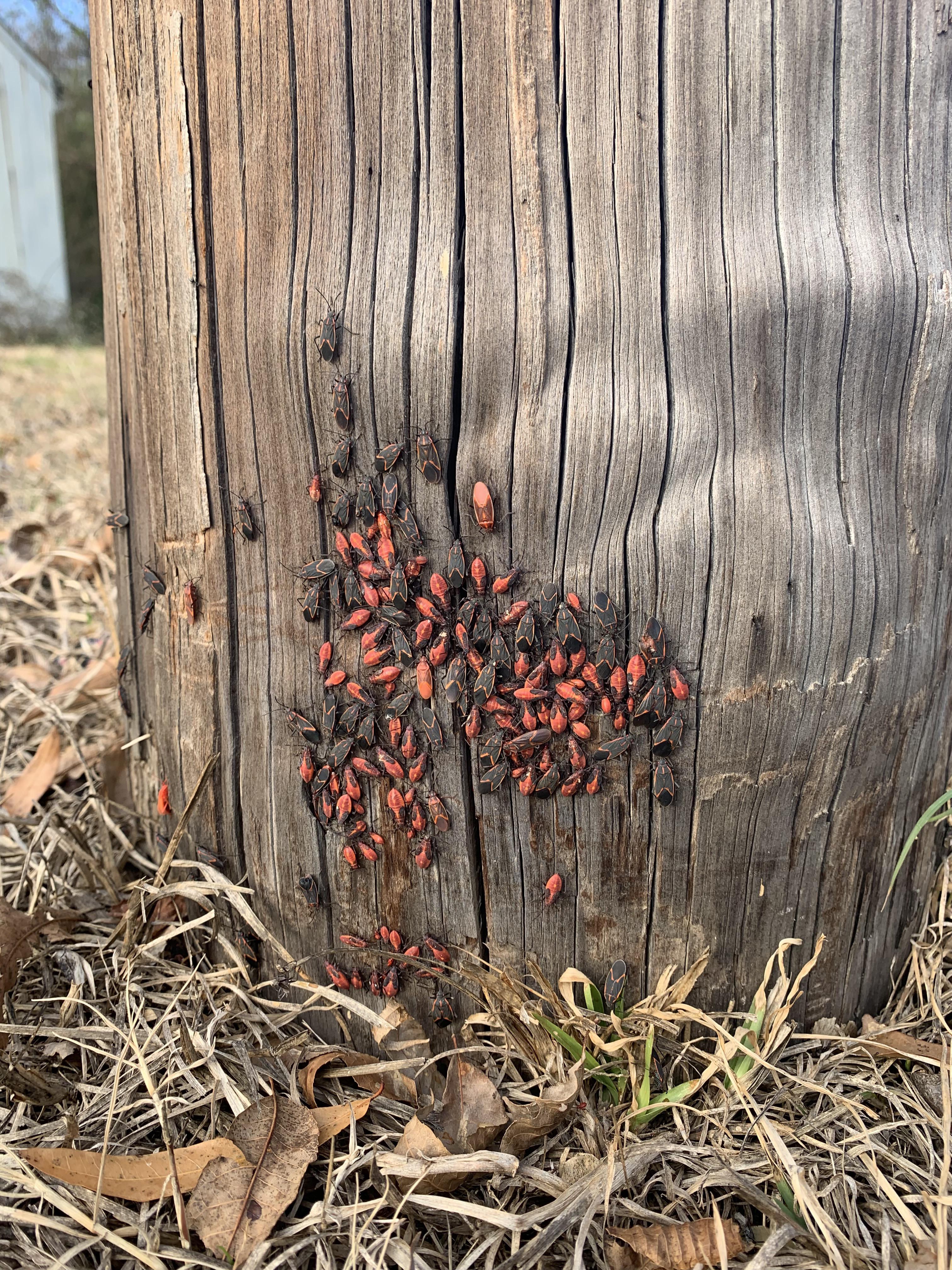 What is this red and black insect? (Picture taken in North Alabama