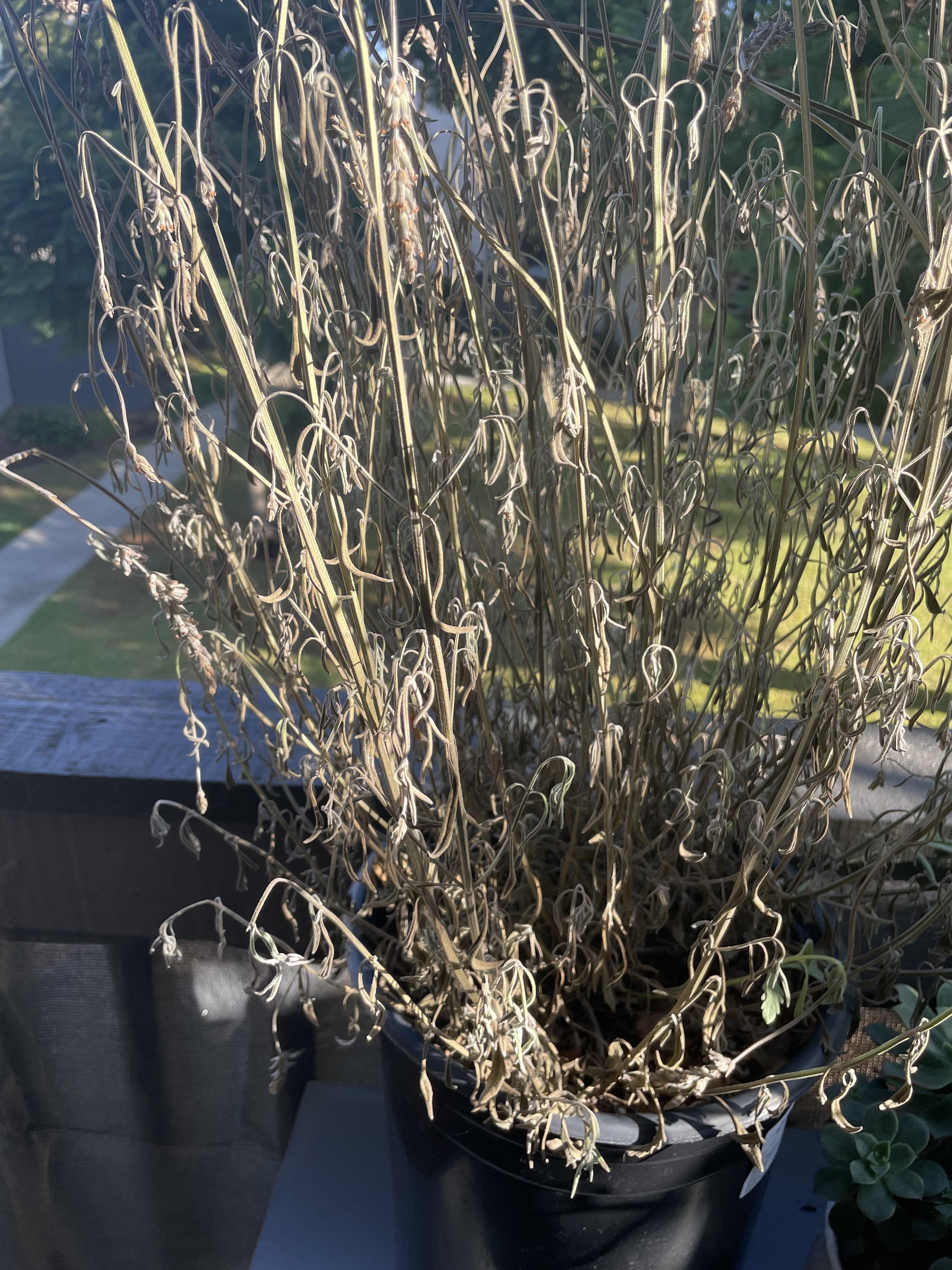 Is my lavender plant dead? r/gardening