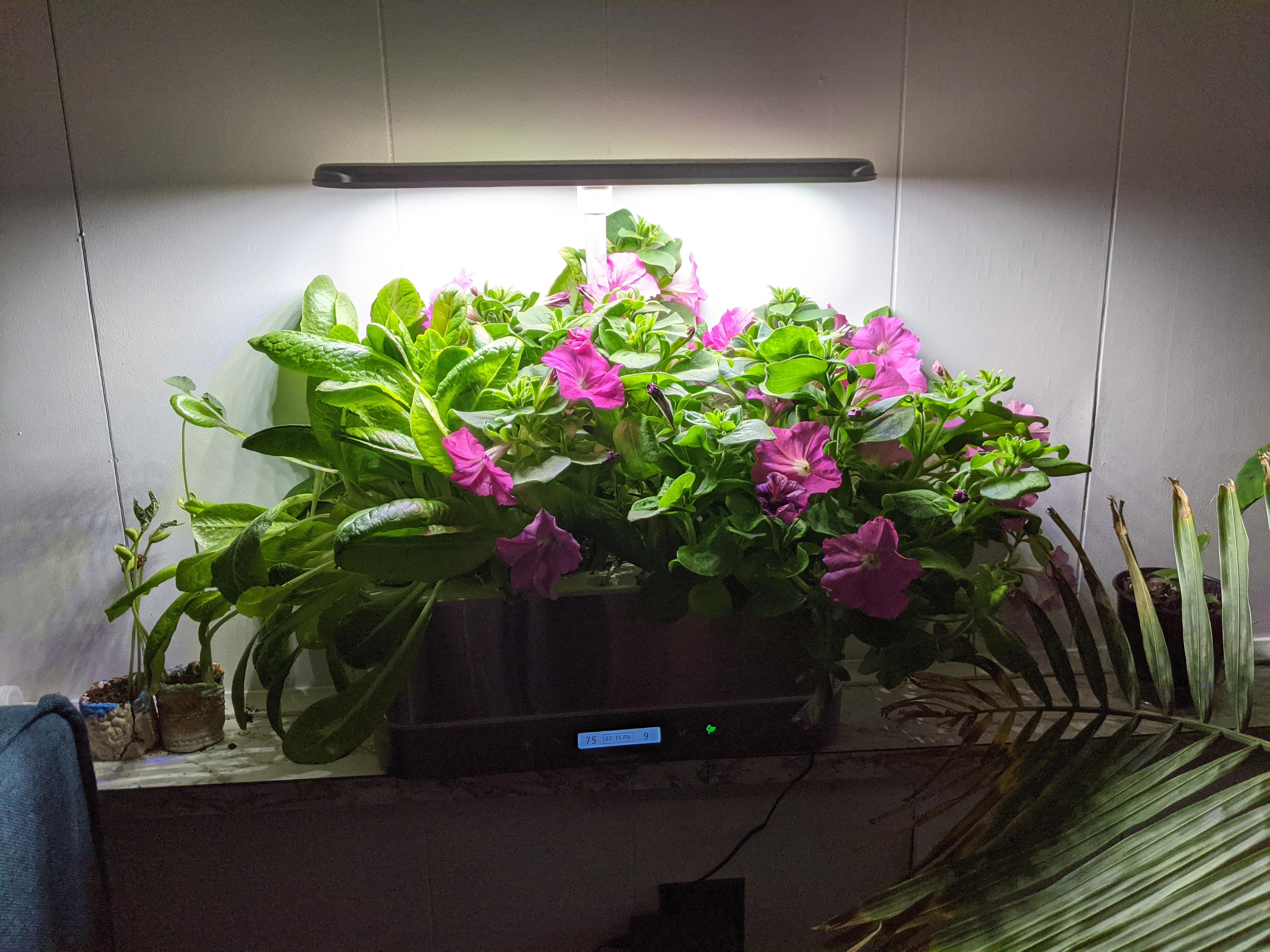 Me again, with lots more petunia flowers! r/aerogarden