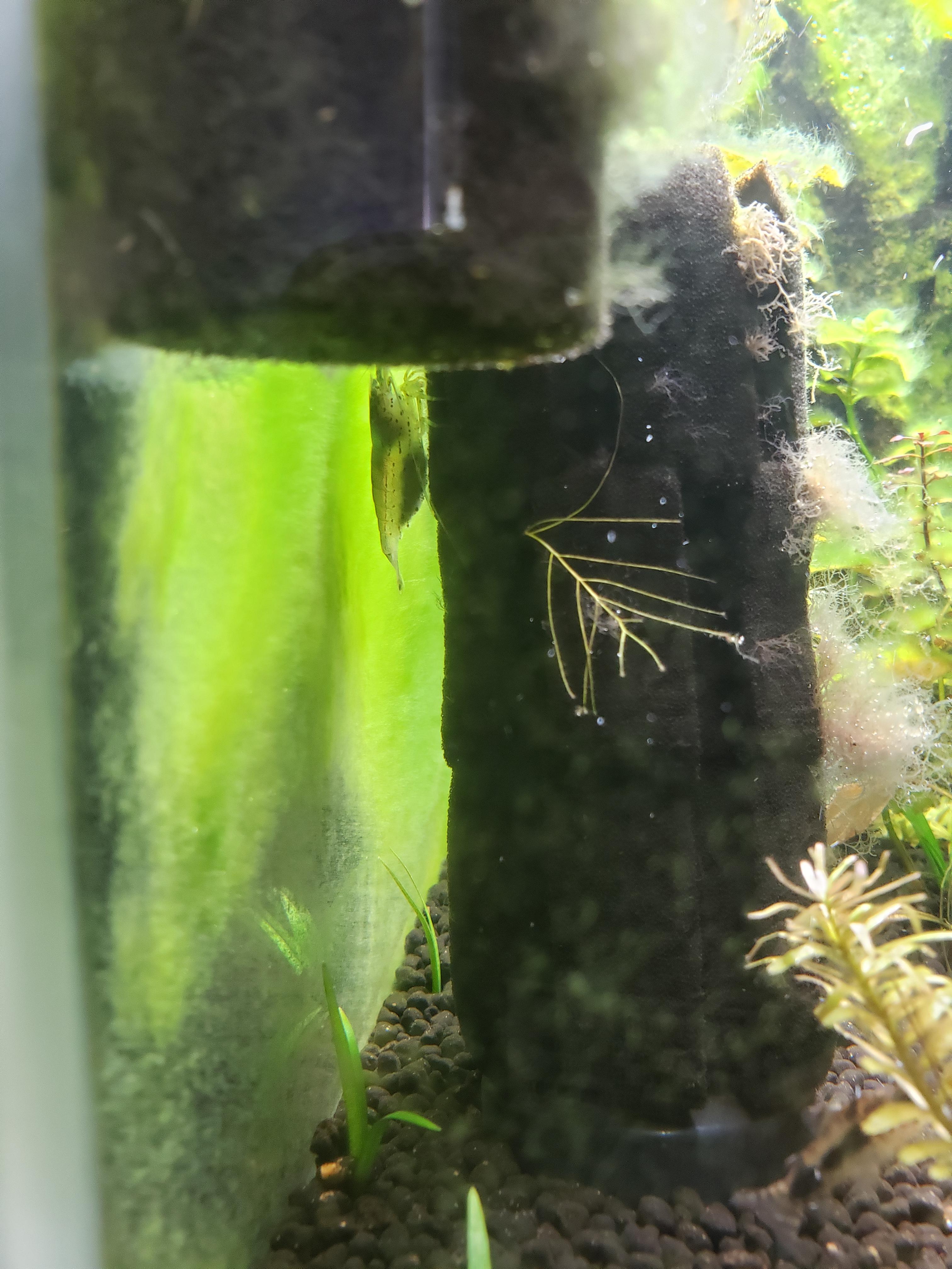 One of my amano shrimp holding eggs in a freshwater tank???? r/shrimptank