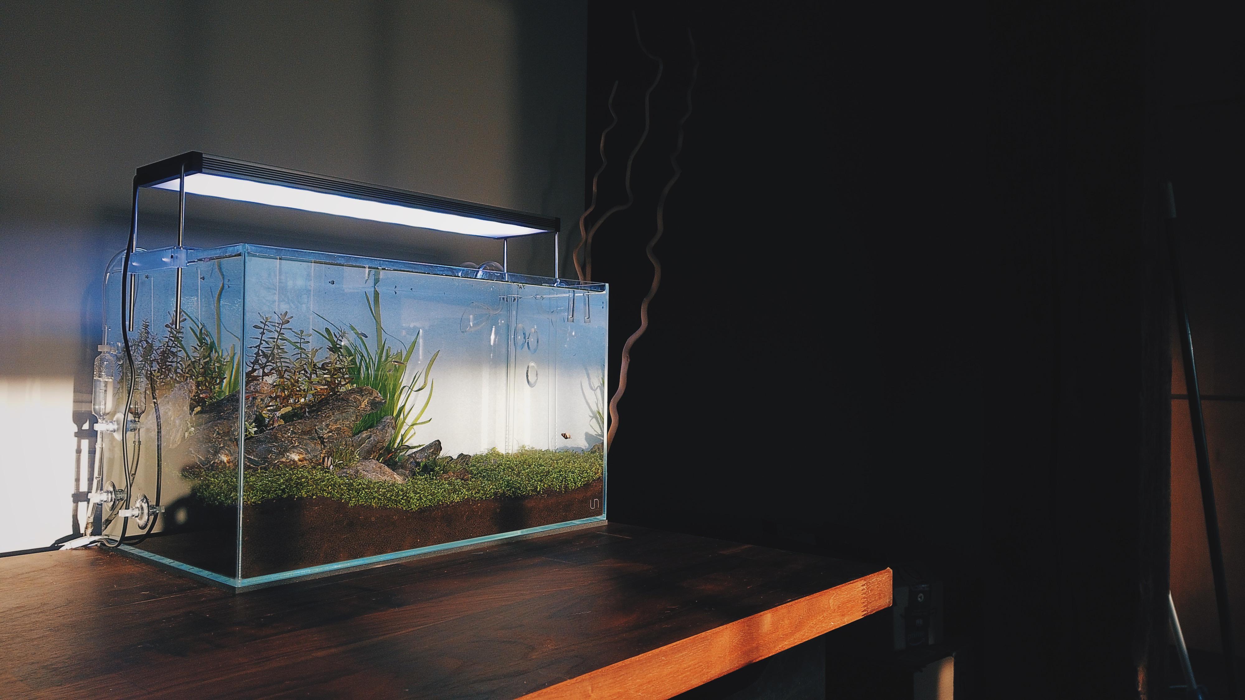 When the sunlight hits your tank just right.