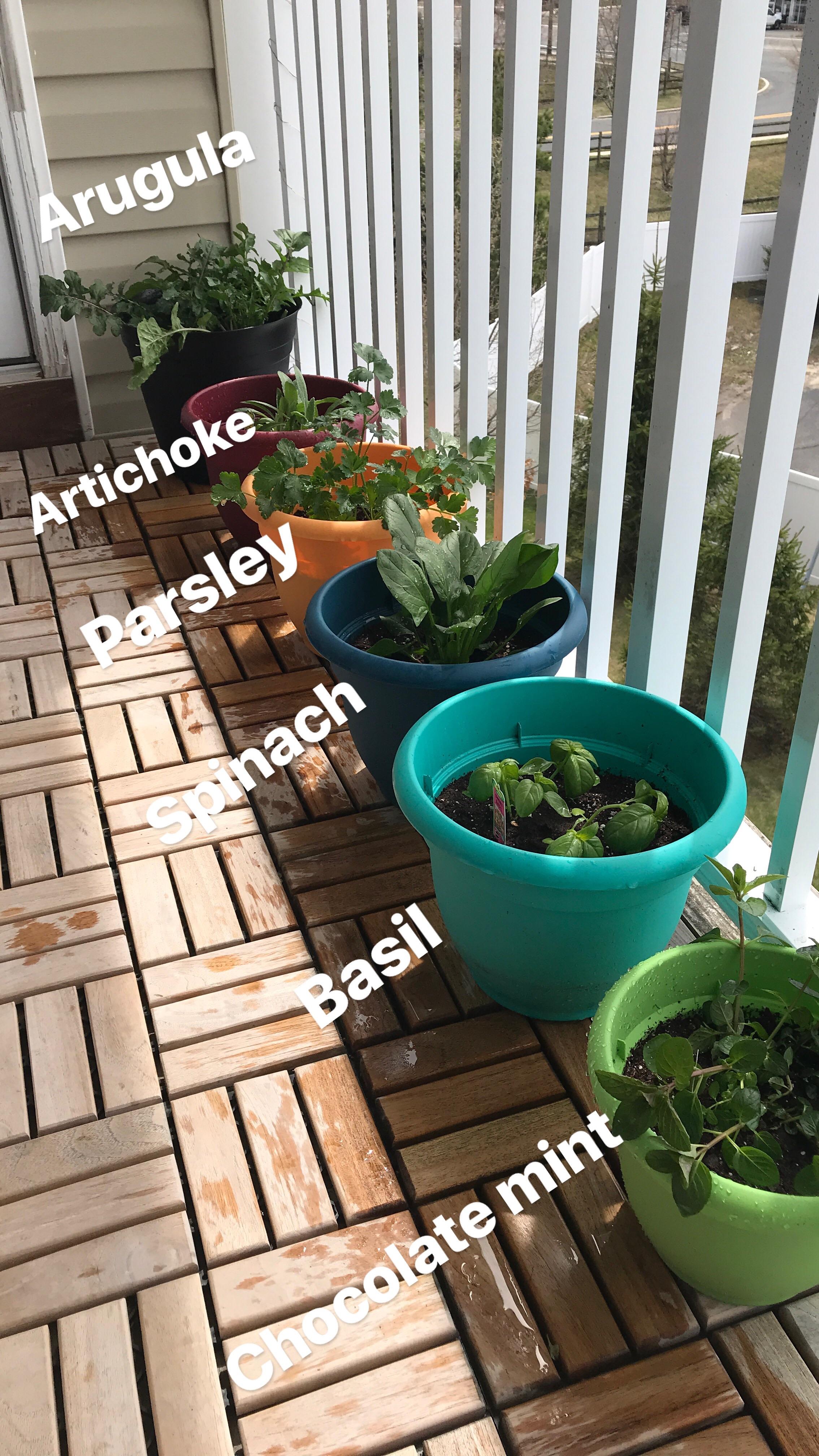 Balcony garden ready for spring! r/gardening