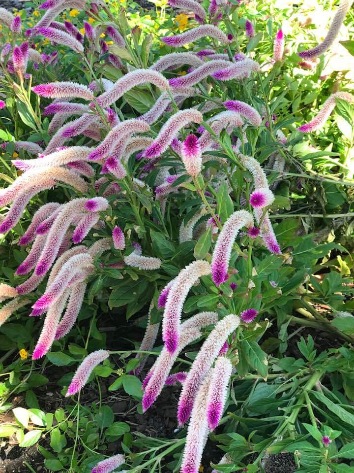 My grandma found this plant in South Carolina and wants to know what it
