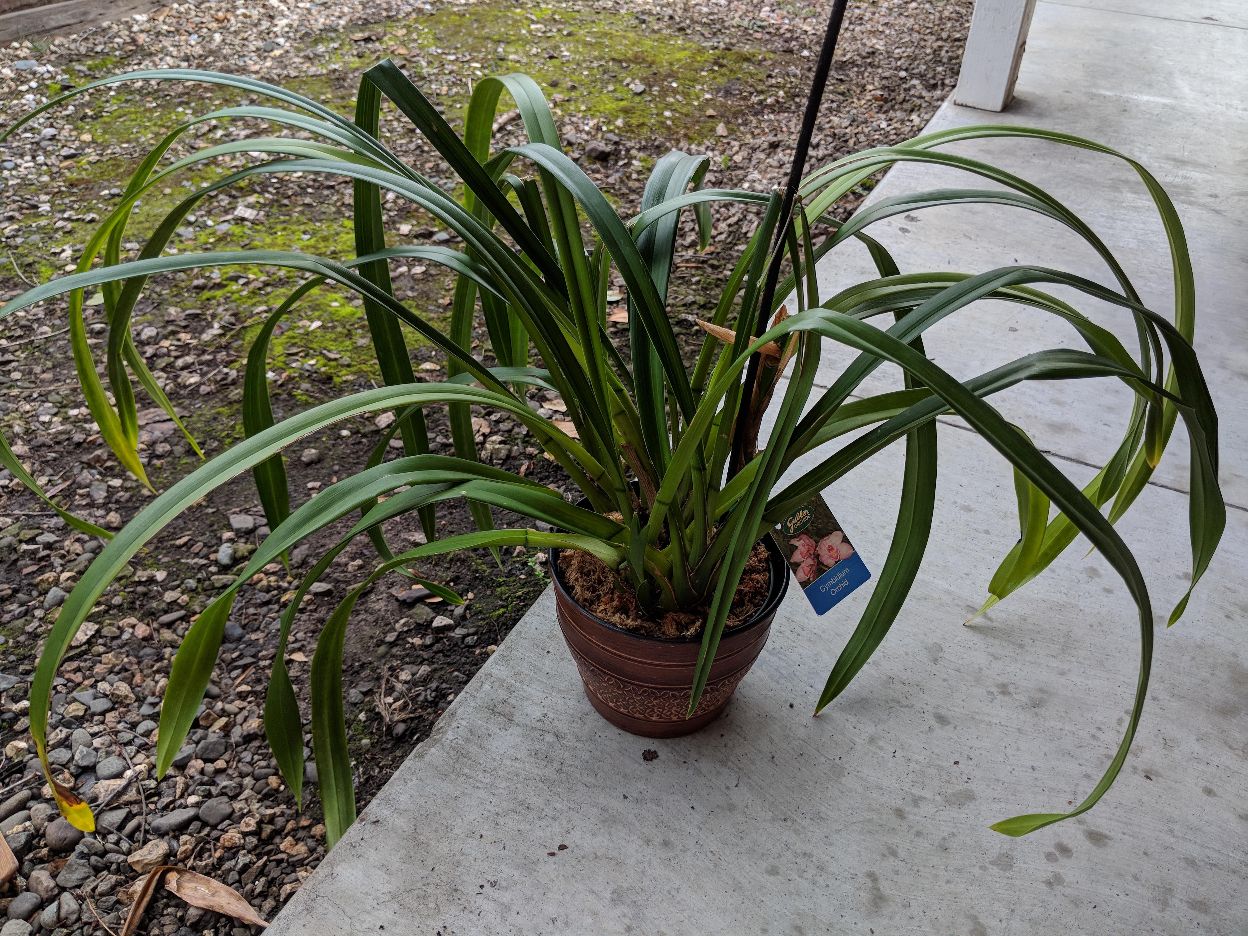 Cymbidium orchid I got at Lowe's on clearance. r/gardening