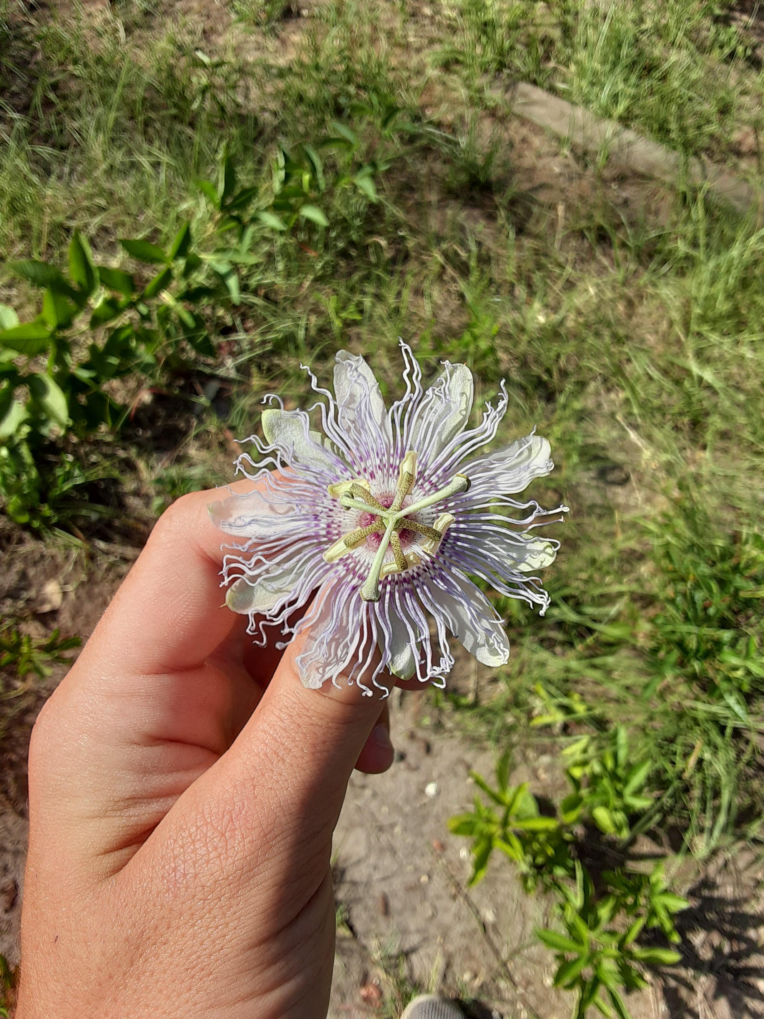 This willd passion flower I found in the woods r/mildlyinteresting