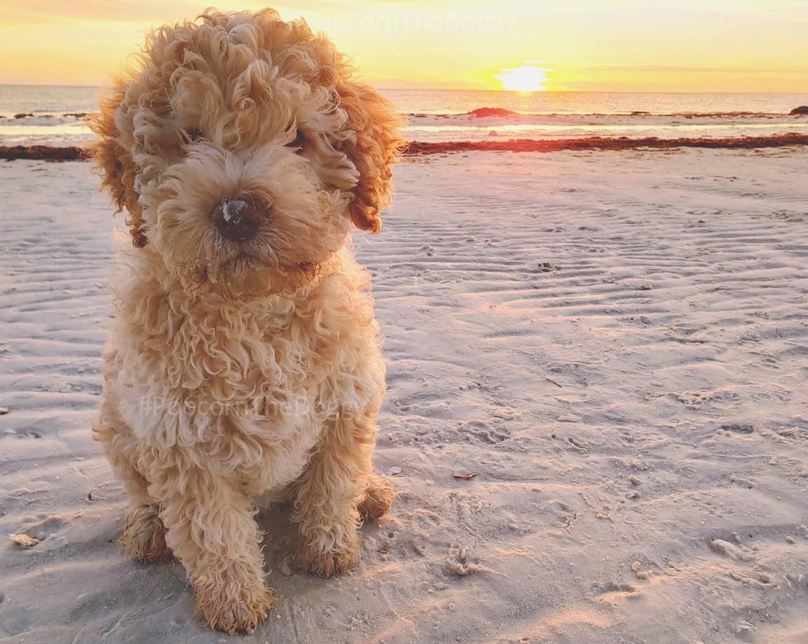 Lagotto Romagnolo (Italian Water Dog) Honeymoon Island, FL r/aww